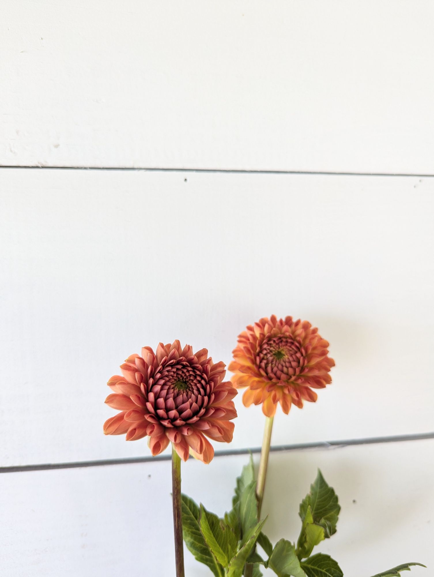 DAHLIA Cornel Bronze