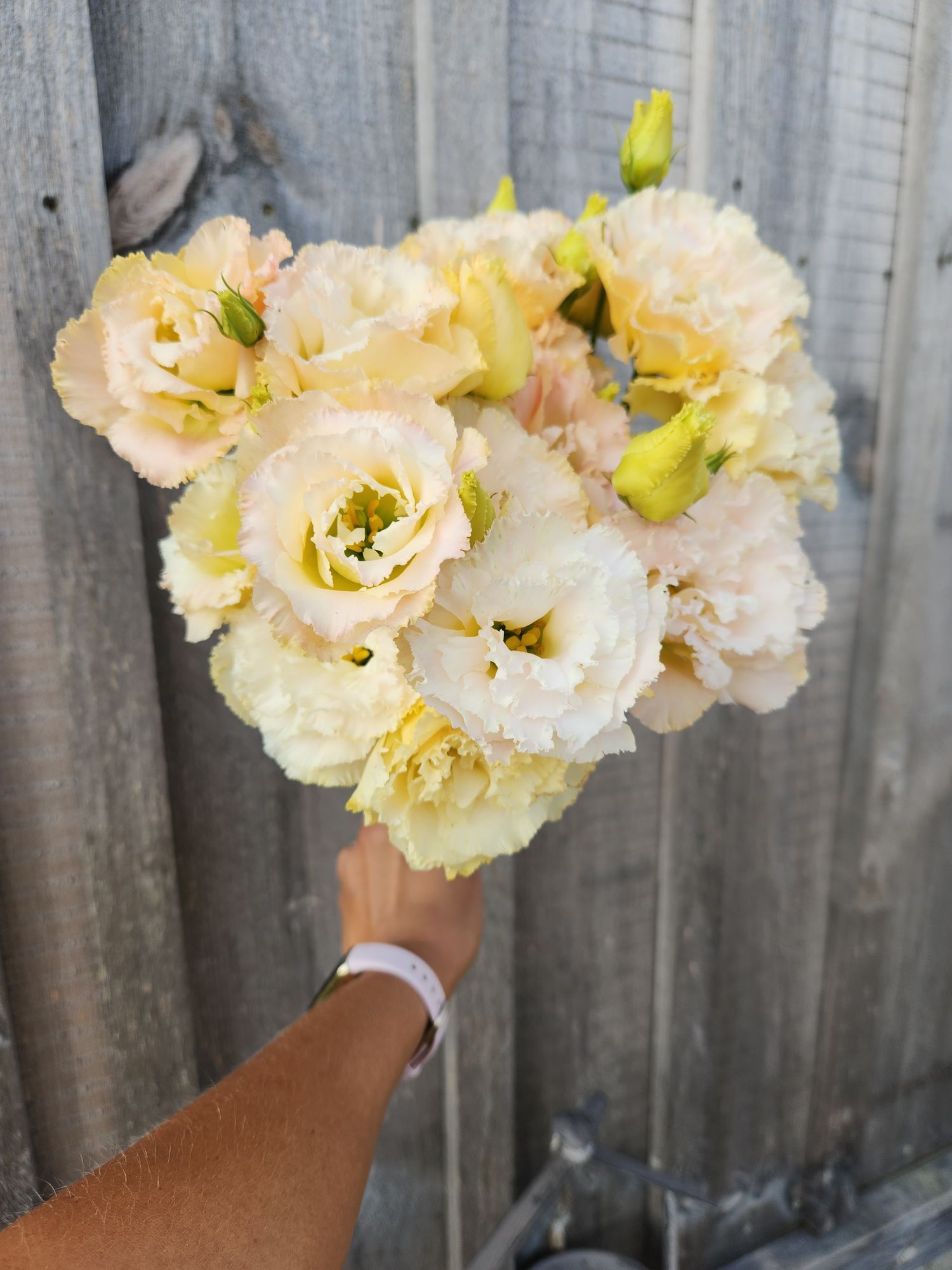 Lisianthus Voyage Champagne - 6 pack