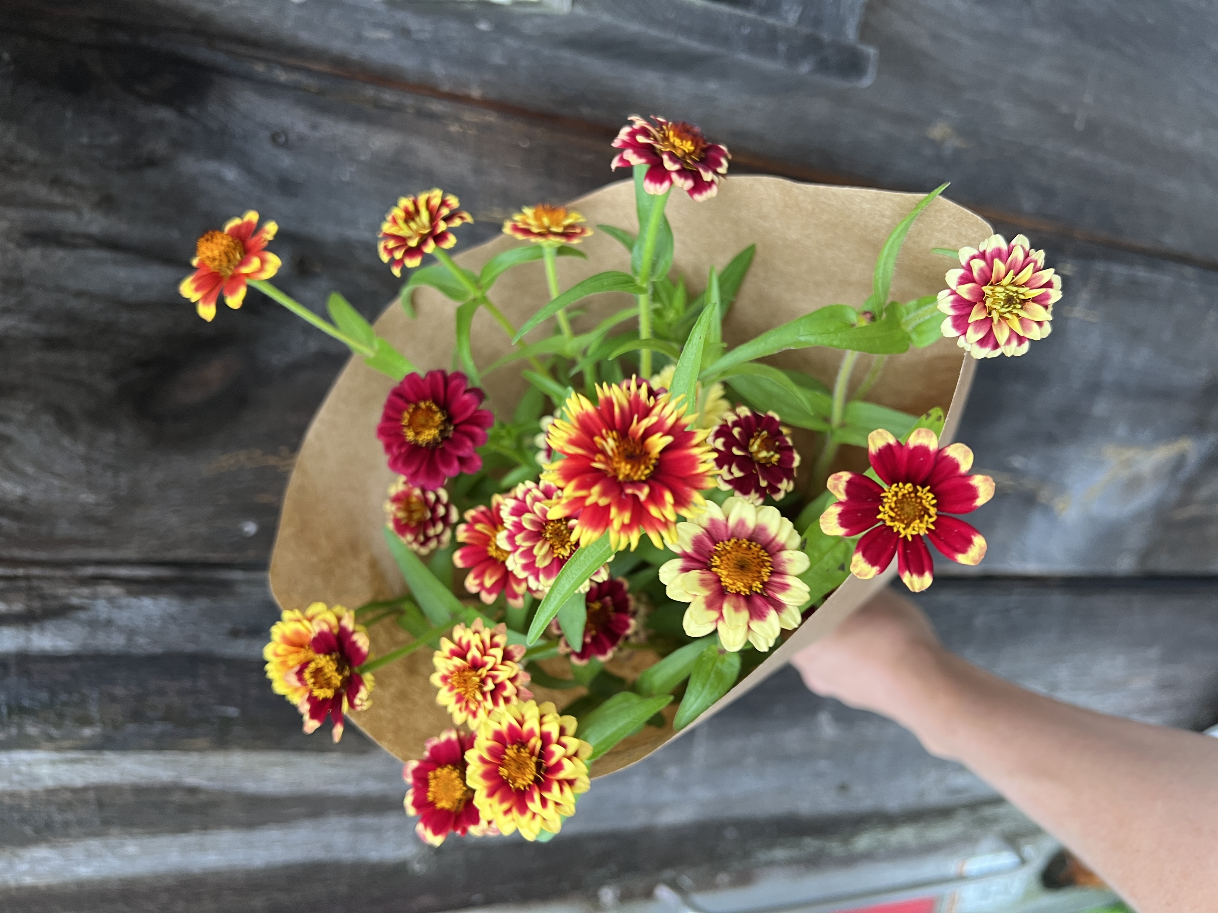 ZINNIA haageana Jazzy Mix