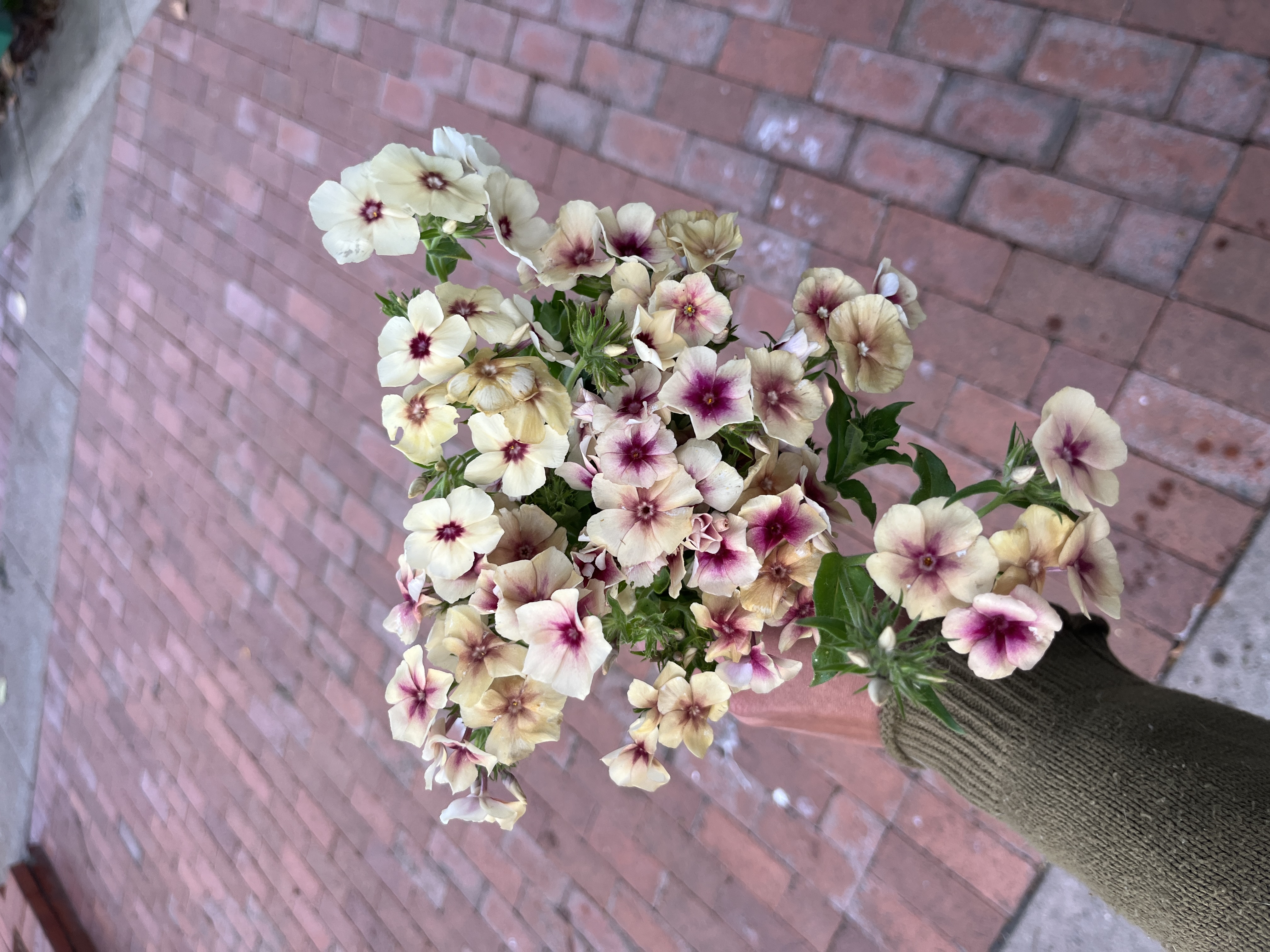 PHLOX drummondii Cherry Caramel