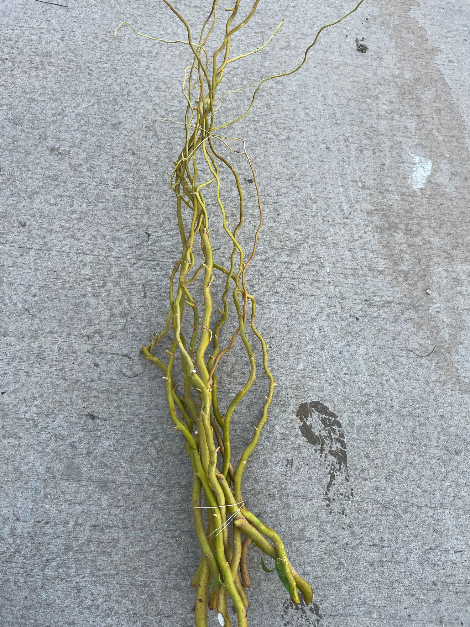 SALIX matsudana var. tortuosa