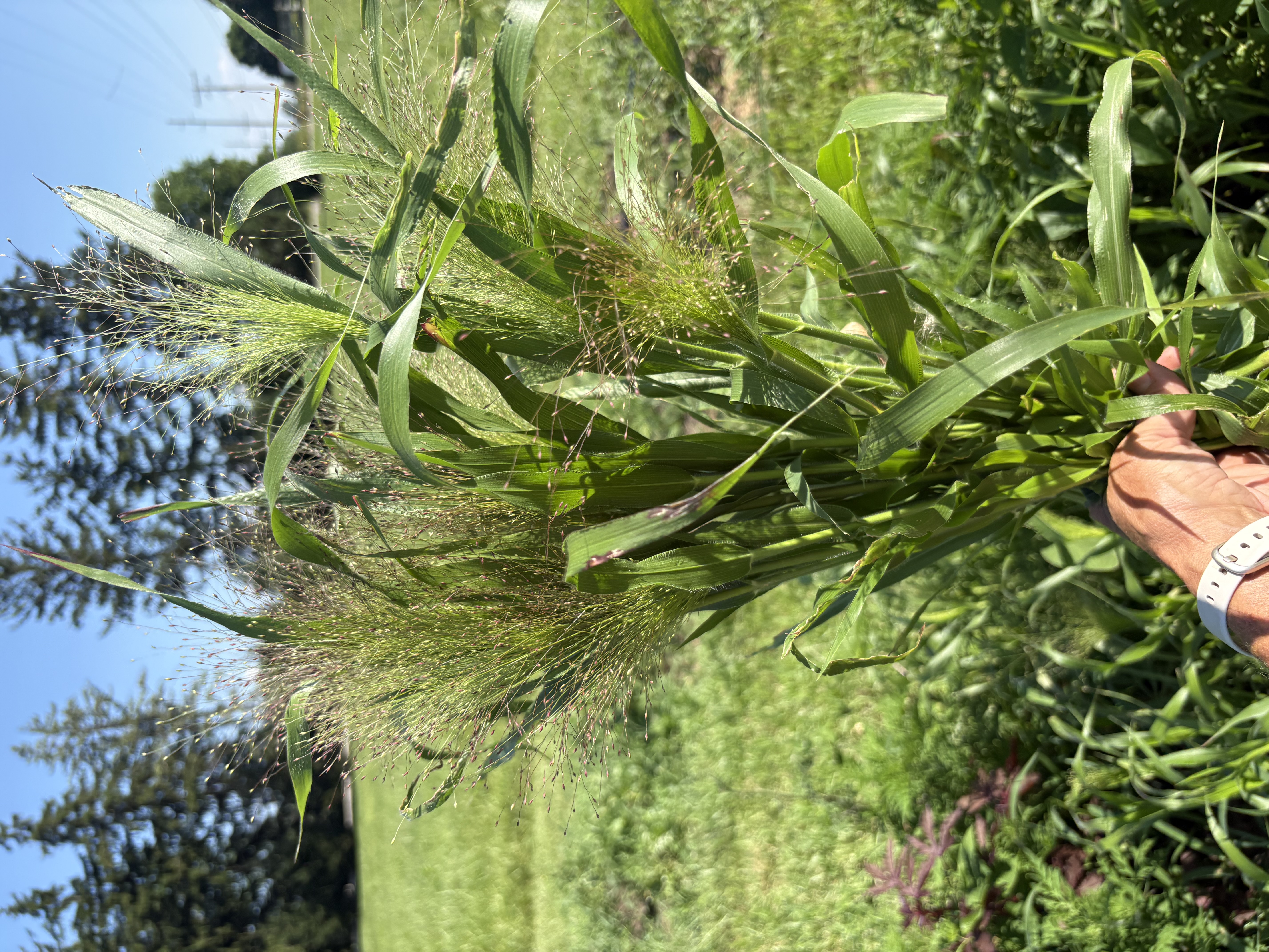 PANICUM elegans