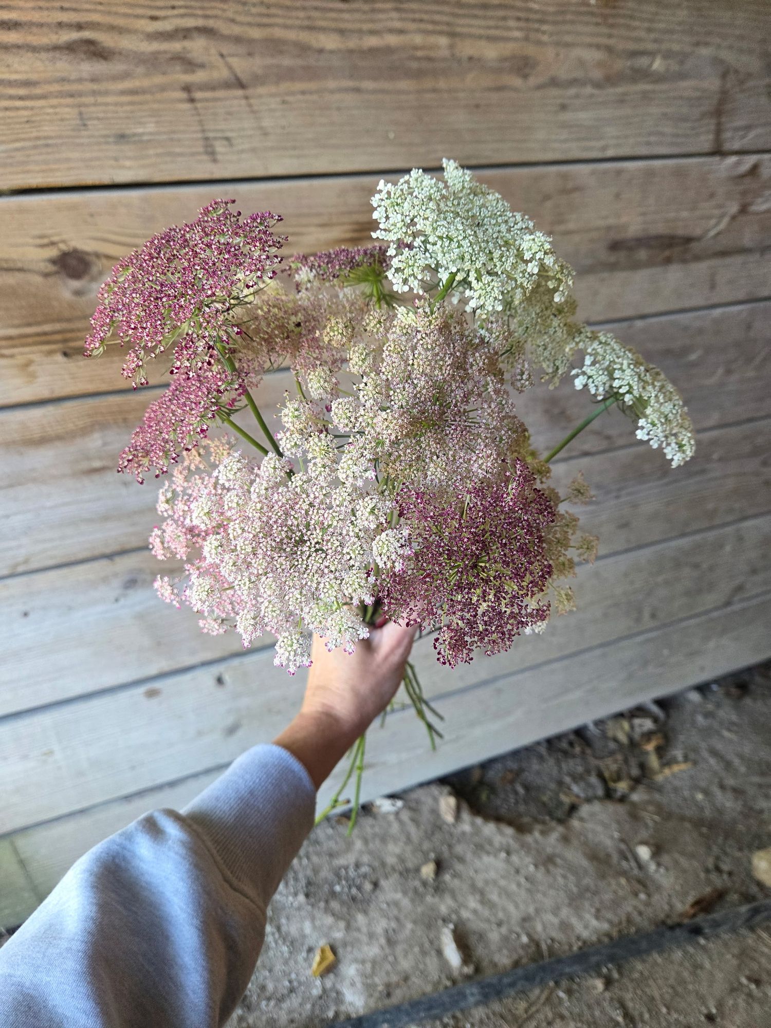 DAUCUS carota Dara