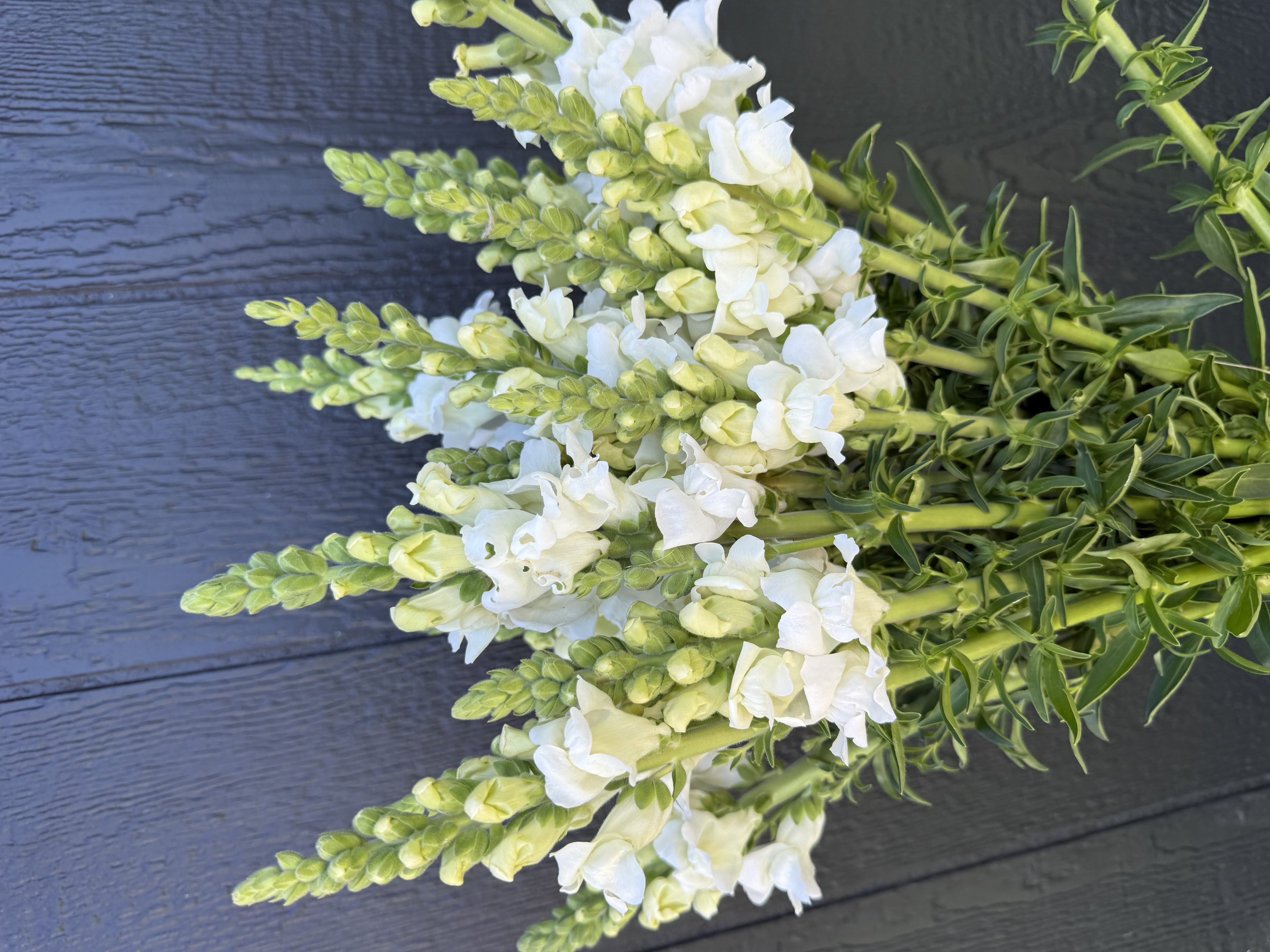 ANTIRRHINUM majus Opus
