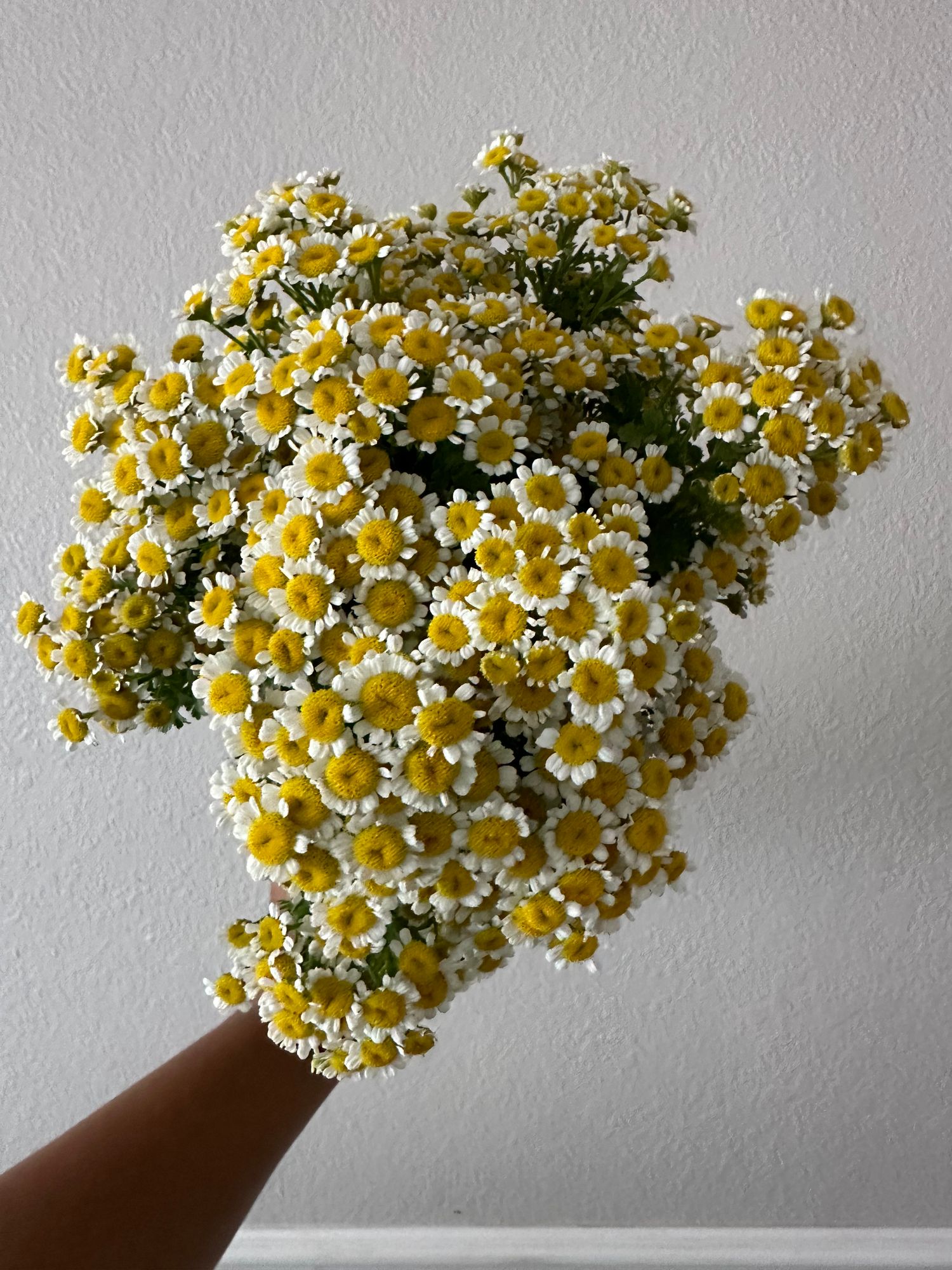 TANACETUM parthenium Vegmo Single