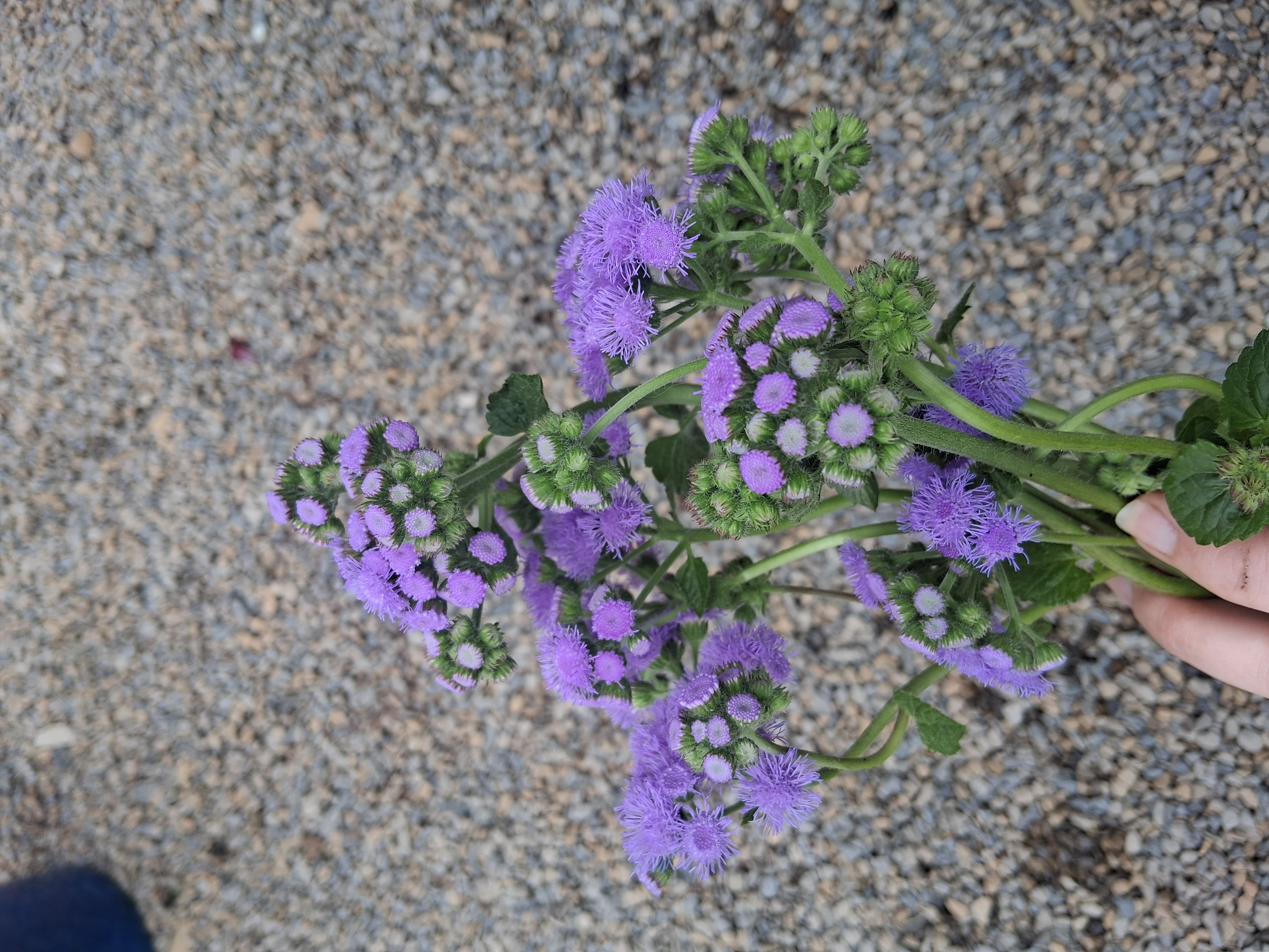 AGERATUM houstonianum Blue Horizon