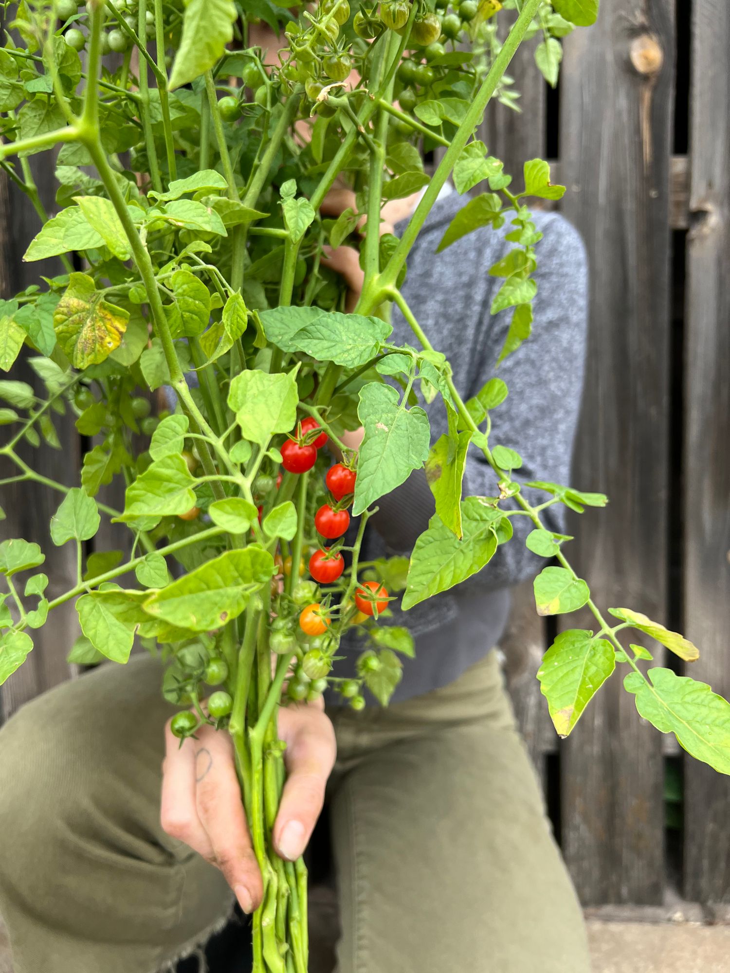 SOLANUM lycopersicum