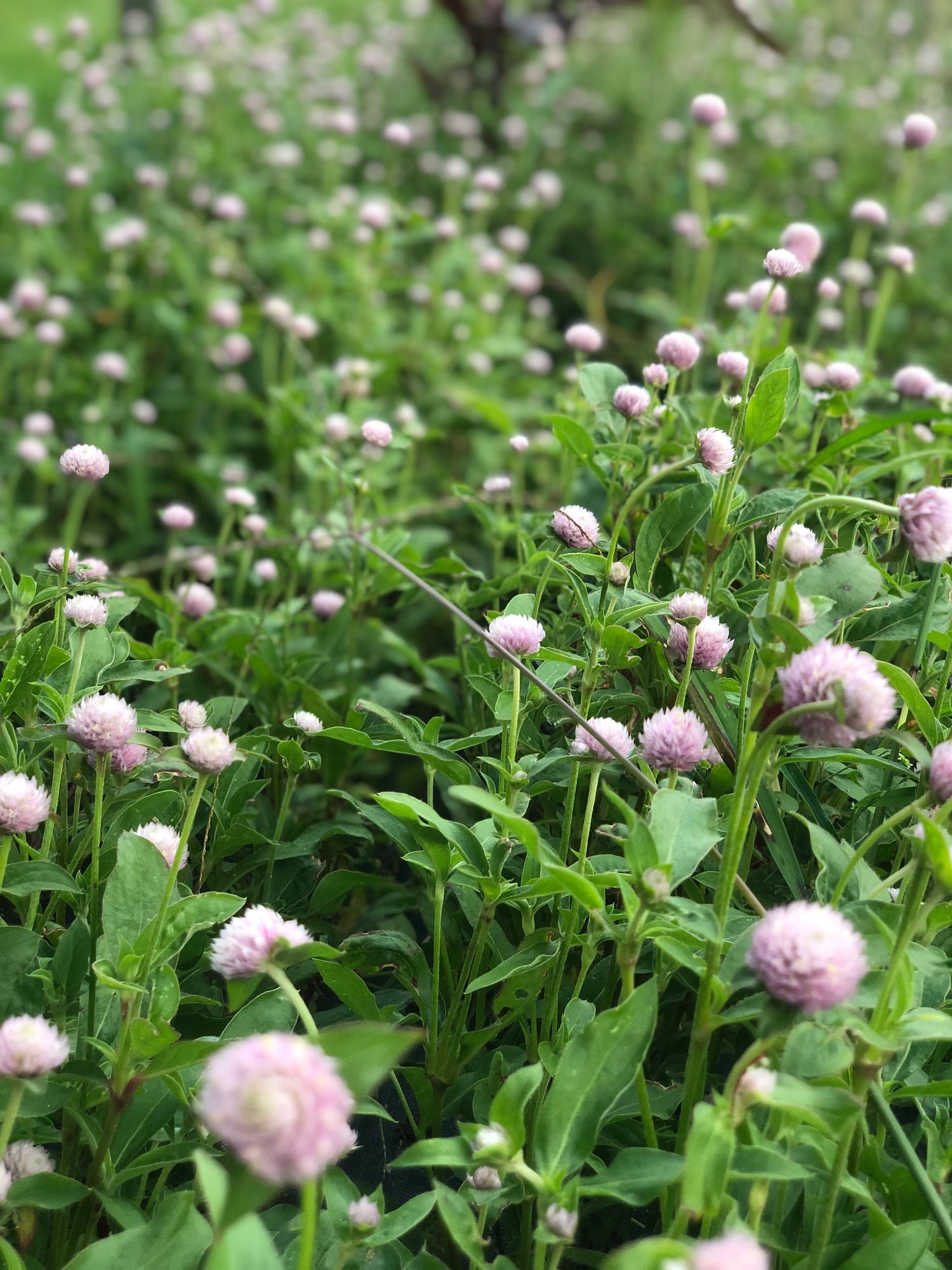 GOMPHRENA globosa QIS