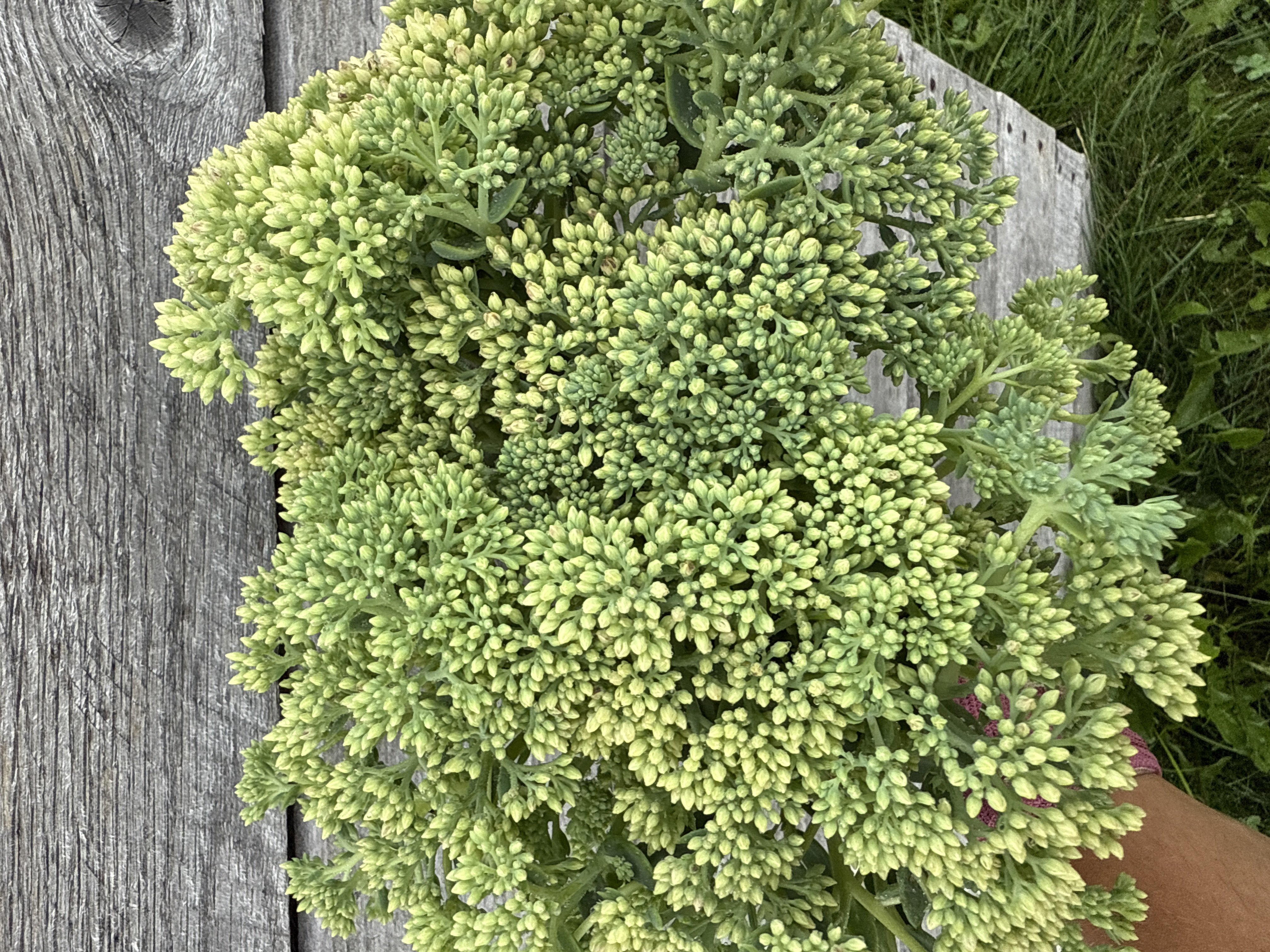 HYLOTELEPHIUM spectabile Autumn Joy