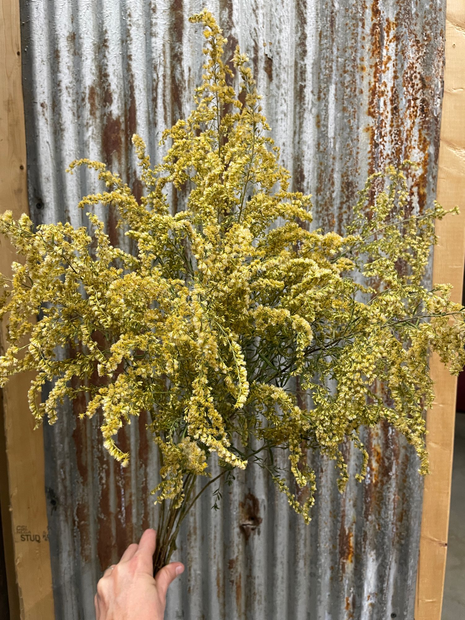 SOLIDAGO canadensis