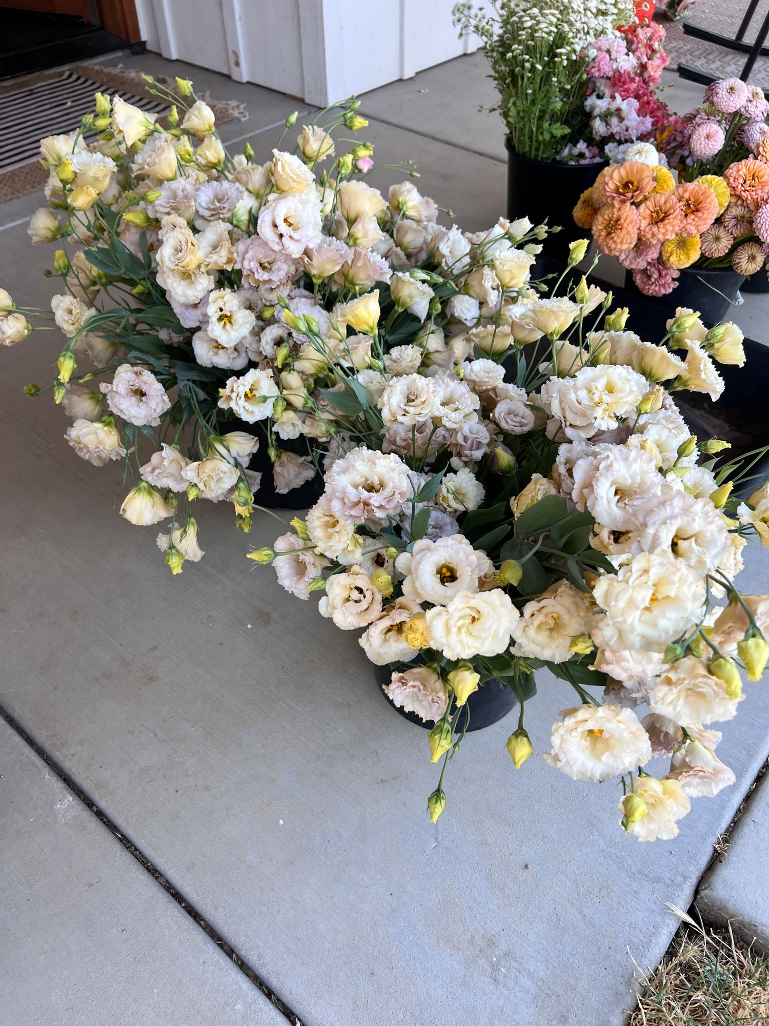 EUSTOMA grandiflorum Blue Chateau