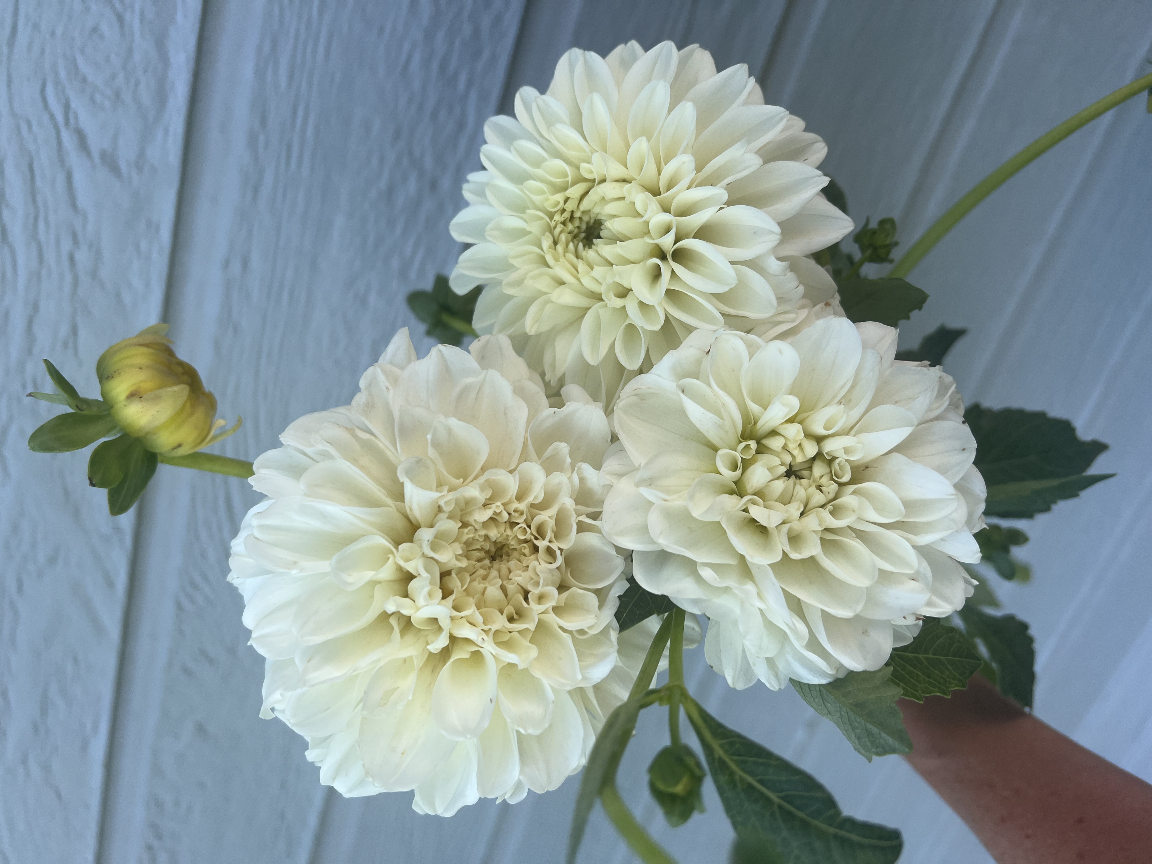 DAHLIA Ball