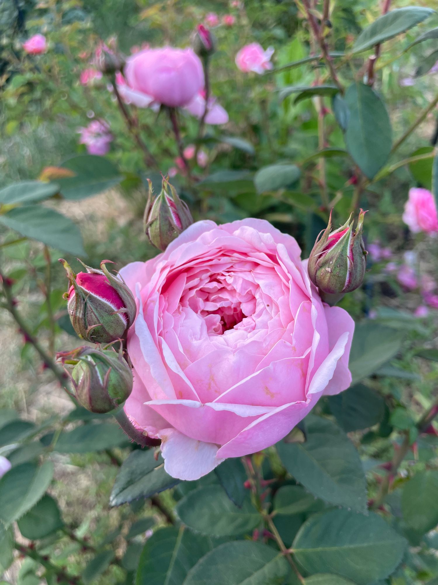 ROSA hybrida Alnwick