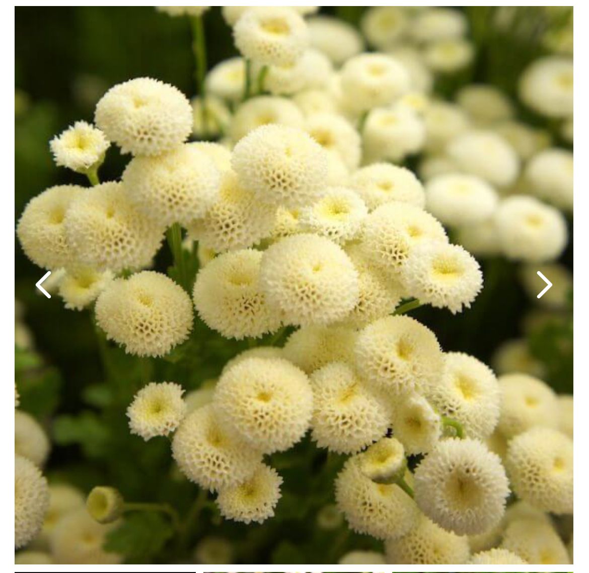 TANACETUM parthenium Virgo