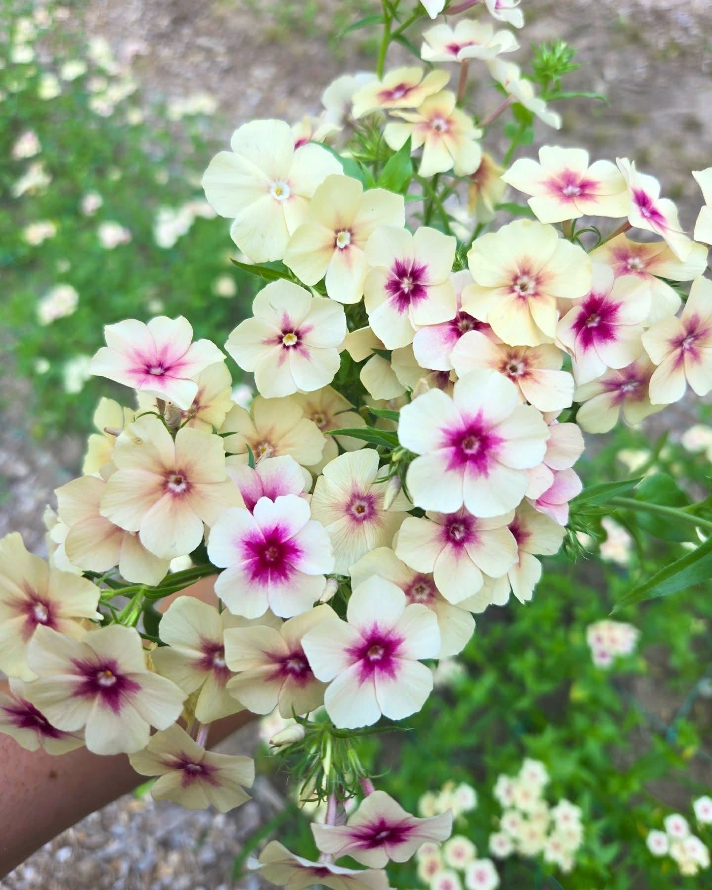 PHLOX drummondii Cherry Caramel