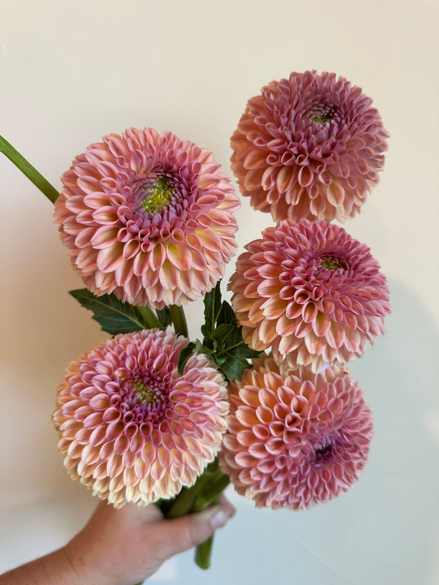 DAHLIA Valley Tawney