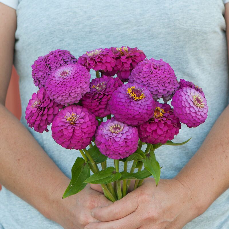 ZINNIA elegans Oklahoma Carmine Rose