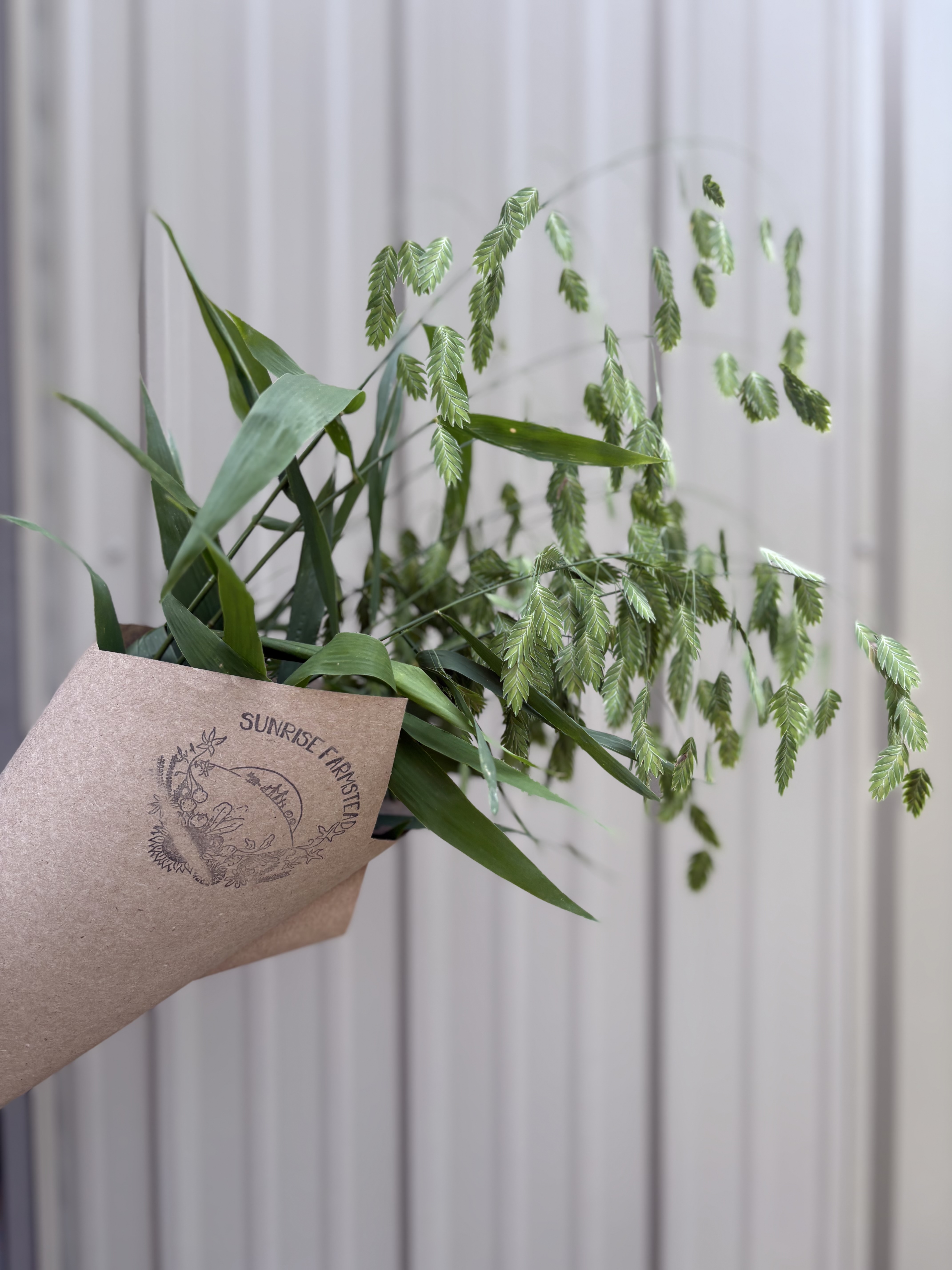 CHASMANTHIUM latifolium