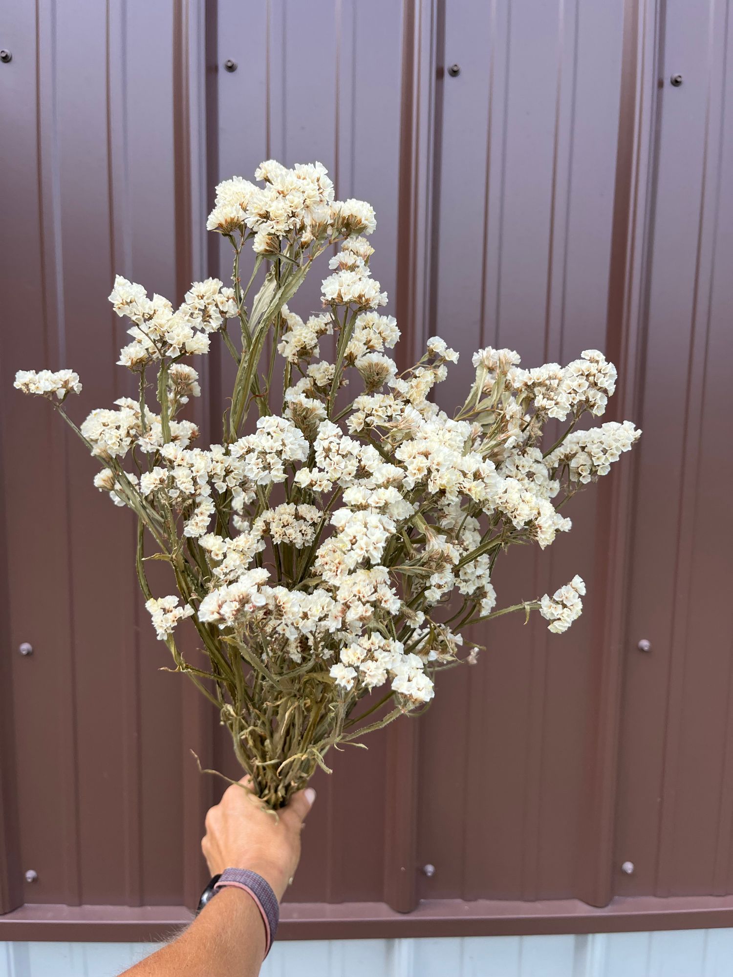 LIMONIUM sinuatum Seeker