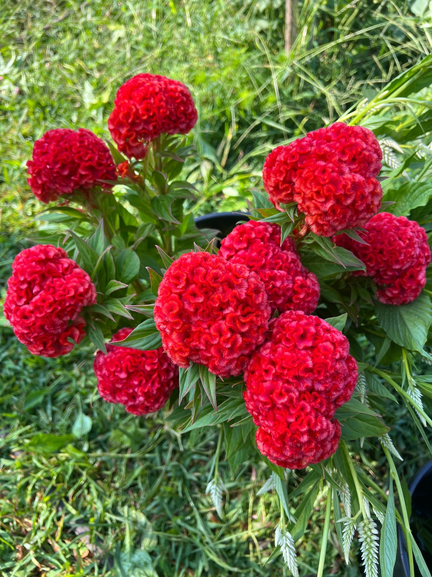 CELOSIA argentea var. cristata Chief Persimmon