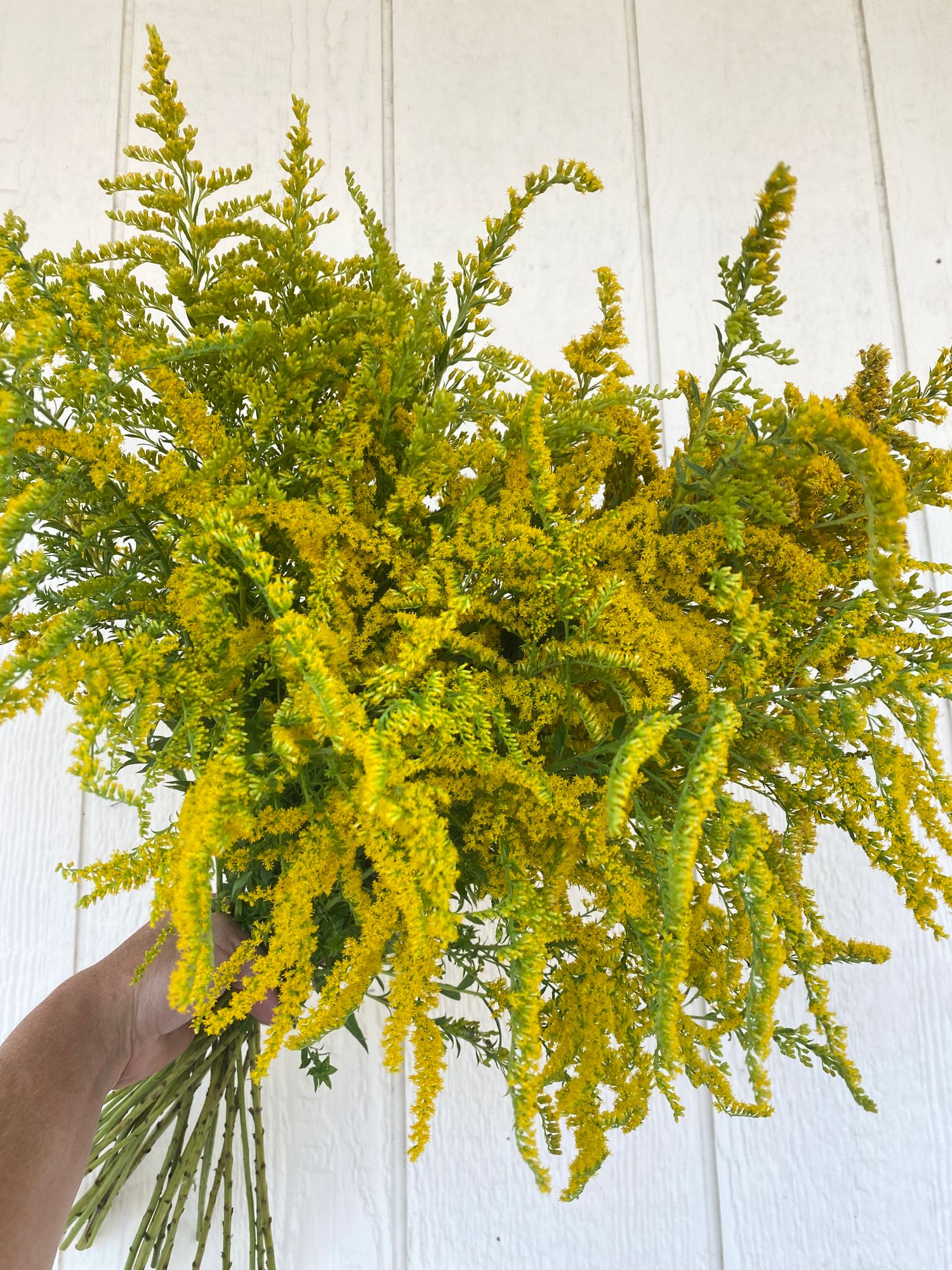 SOLIDAGO sp Glory Golden Glory