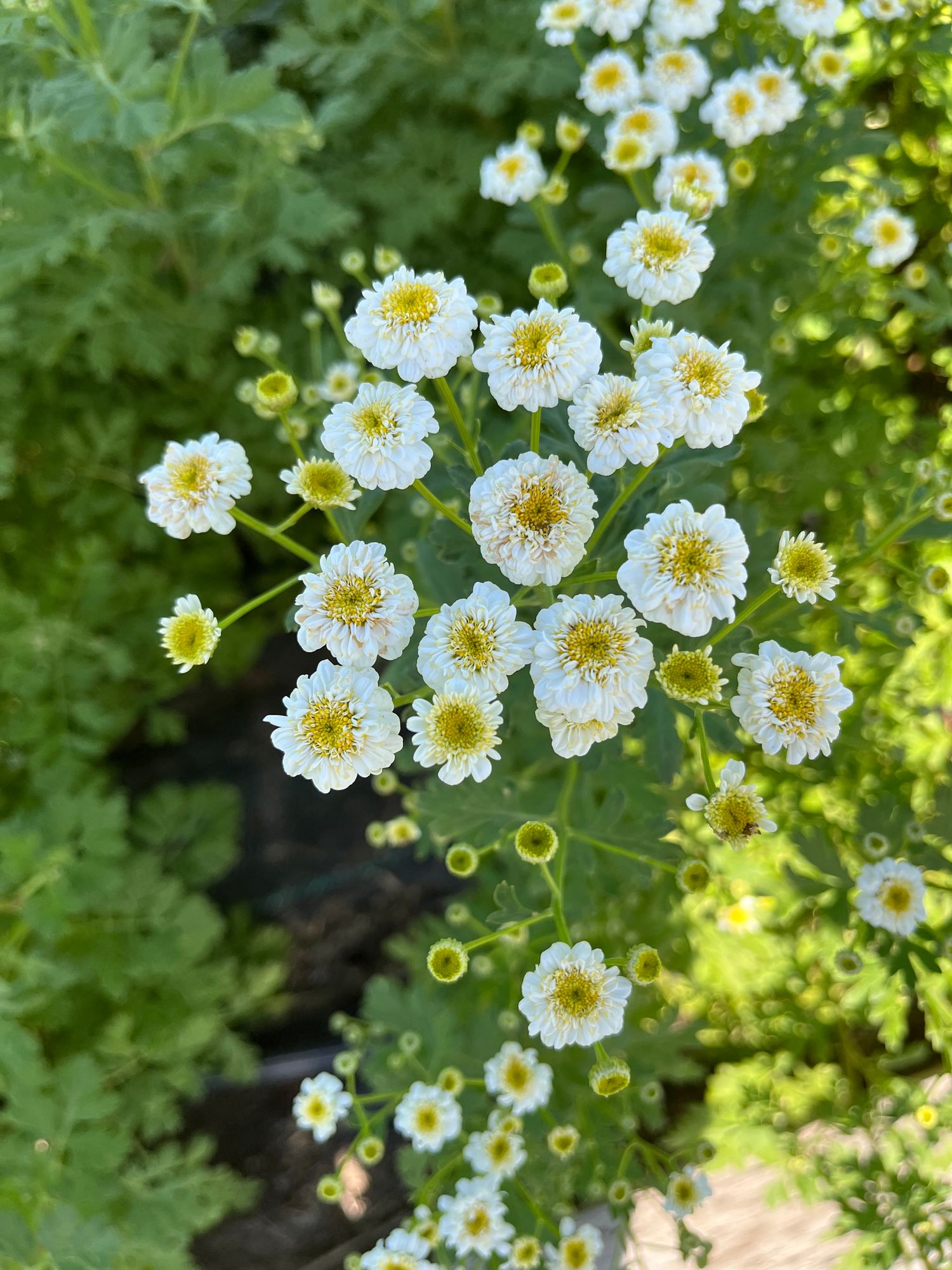 TANACETUM parthenium Tetra