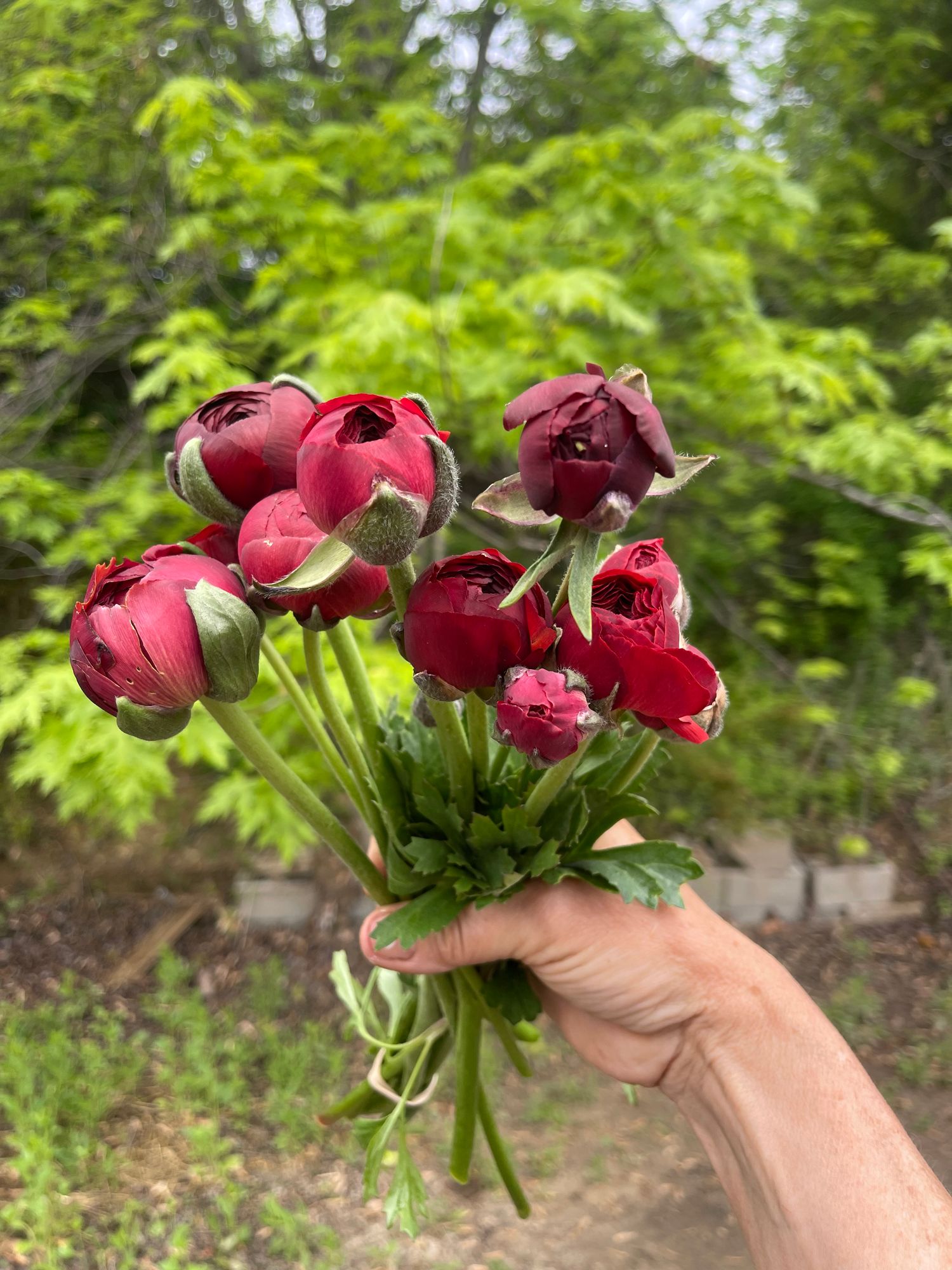 RANUNCULUS