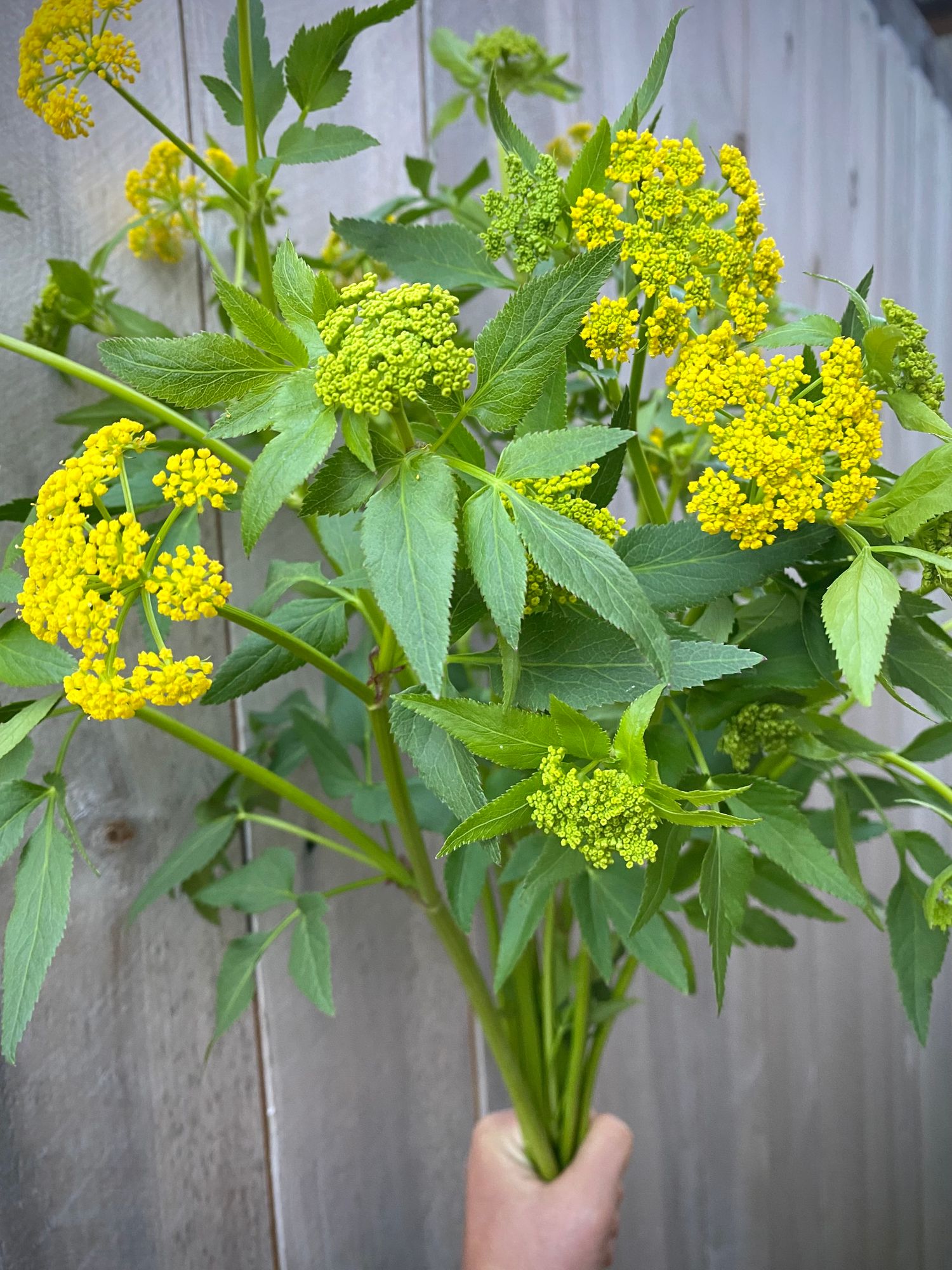 ZIZIA aurea
