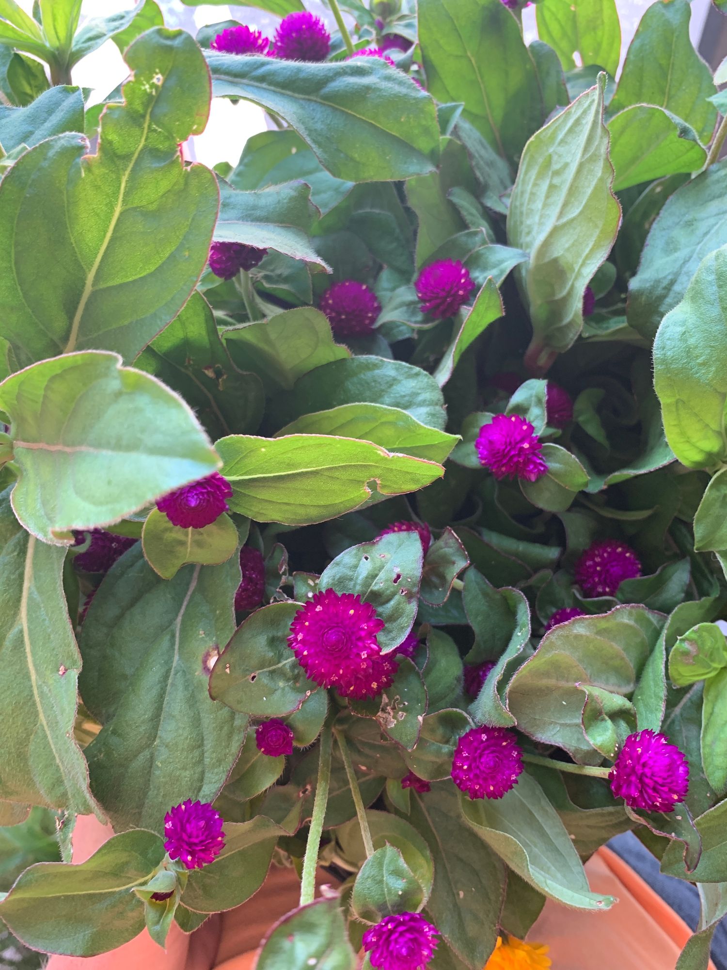 GOMPHRENA globosa Audray