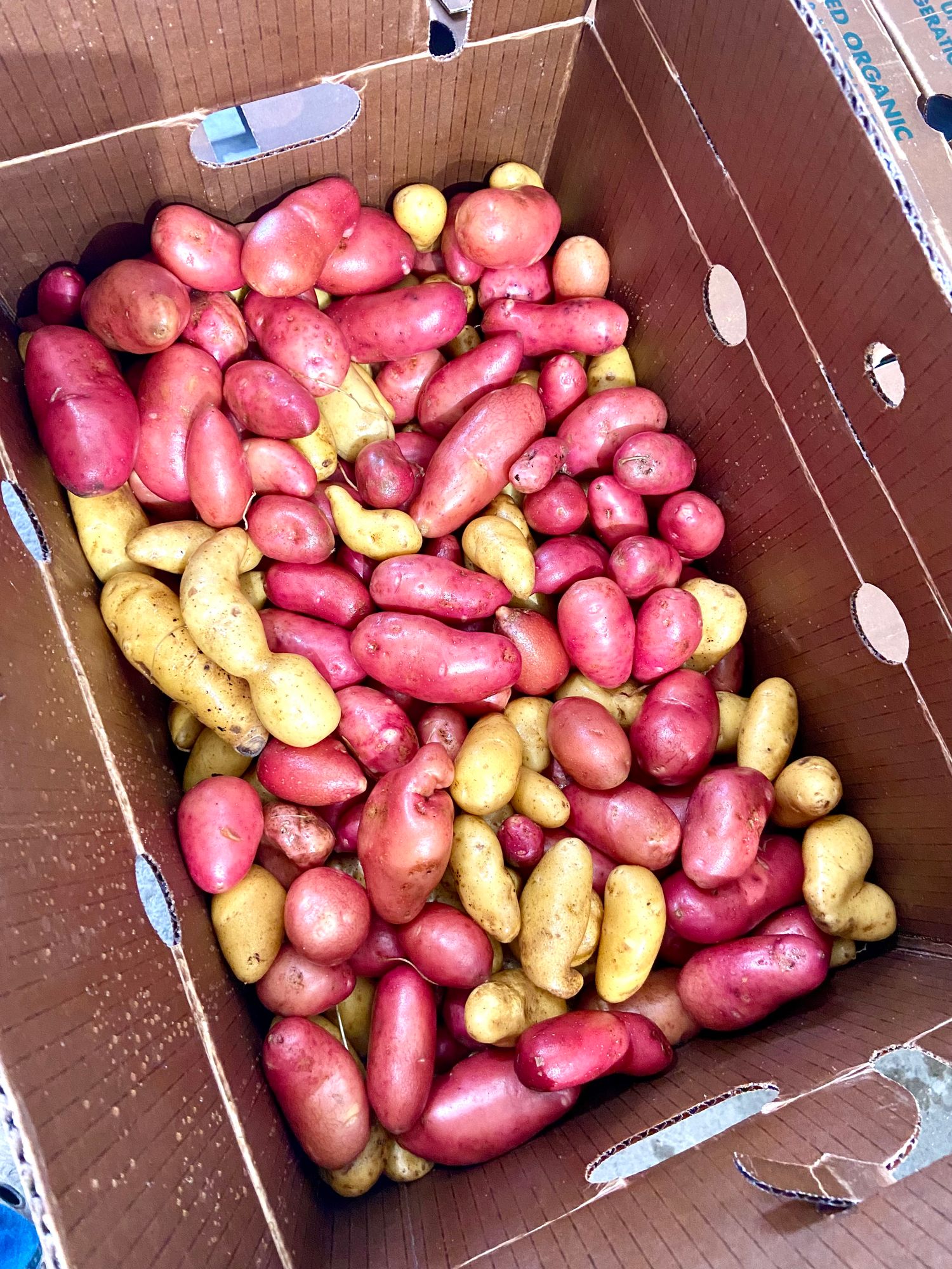 Potato - Fingerling (OG) - Mixed Pink & Yellow