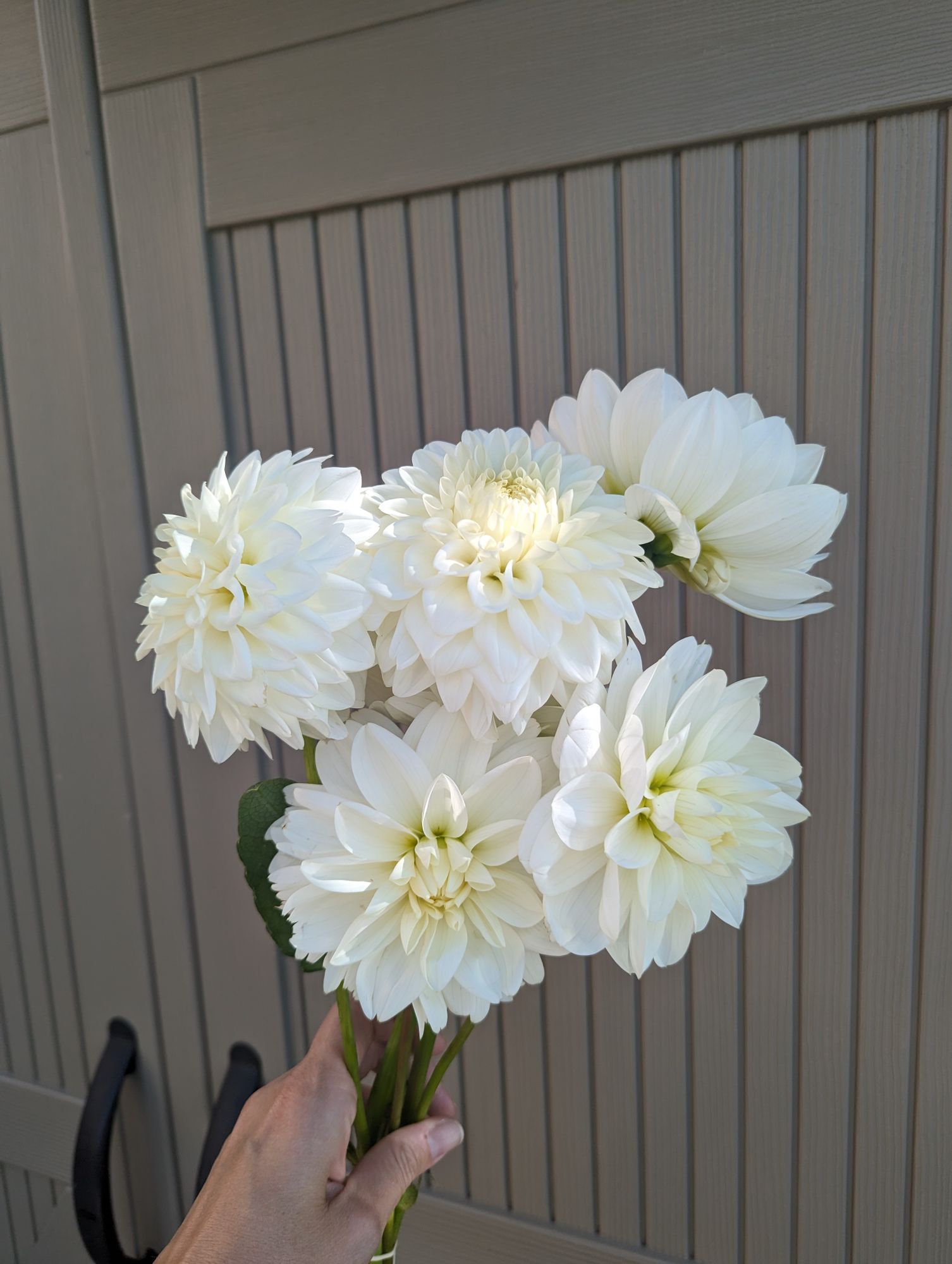 DAHLIA Ball