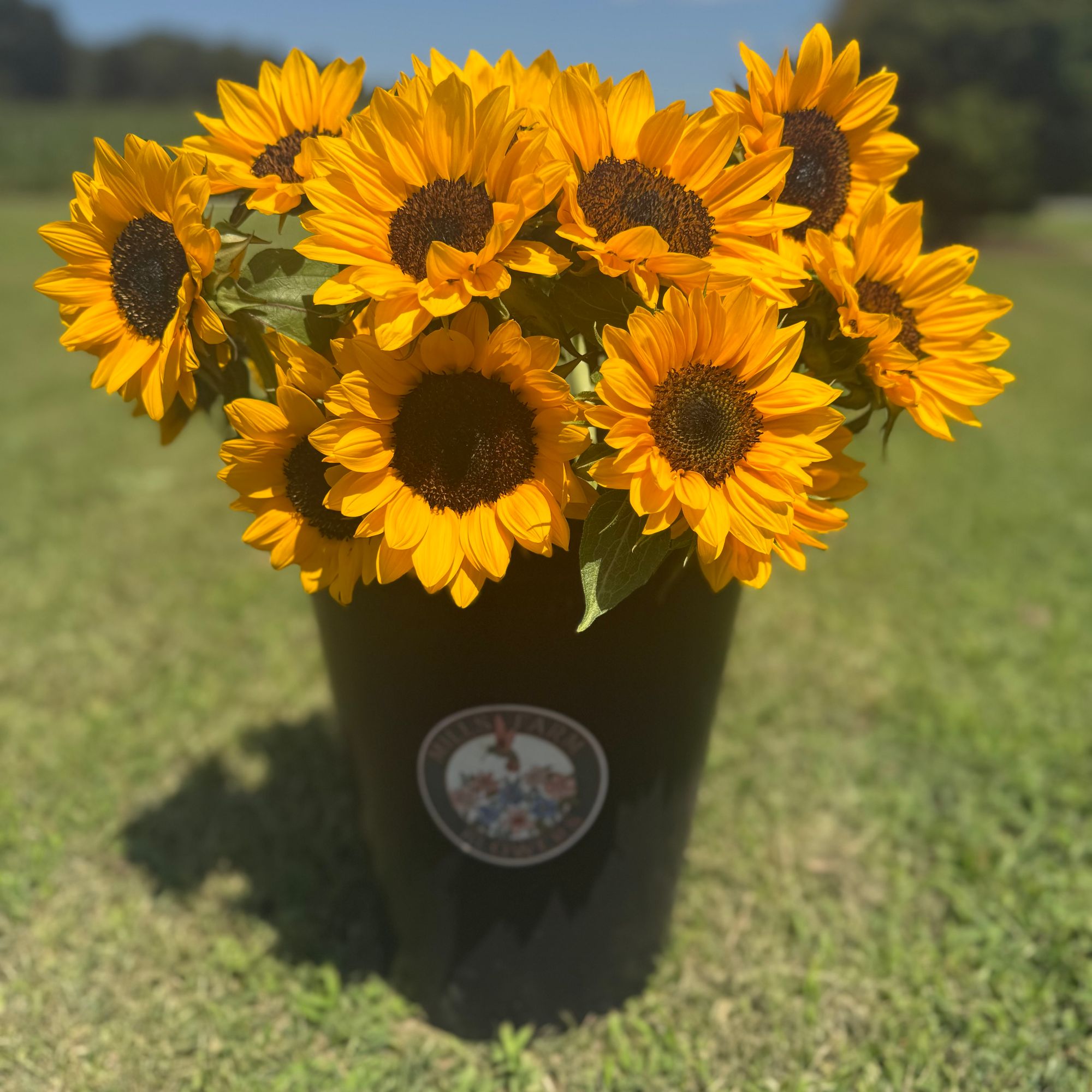HELIANTHUS annuus ProCut Horizon