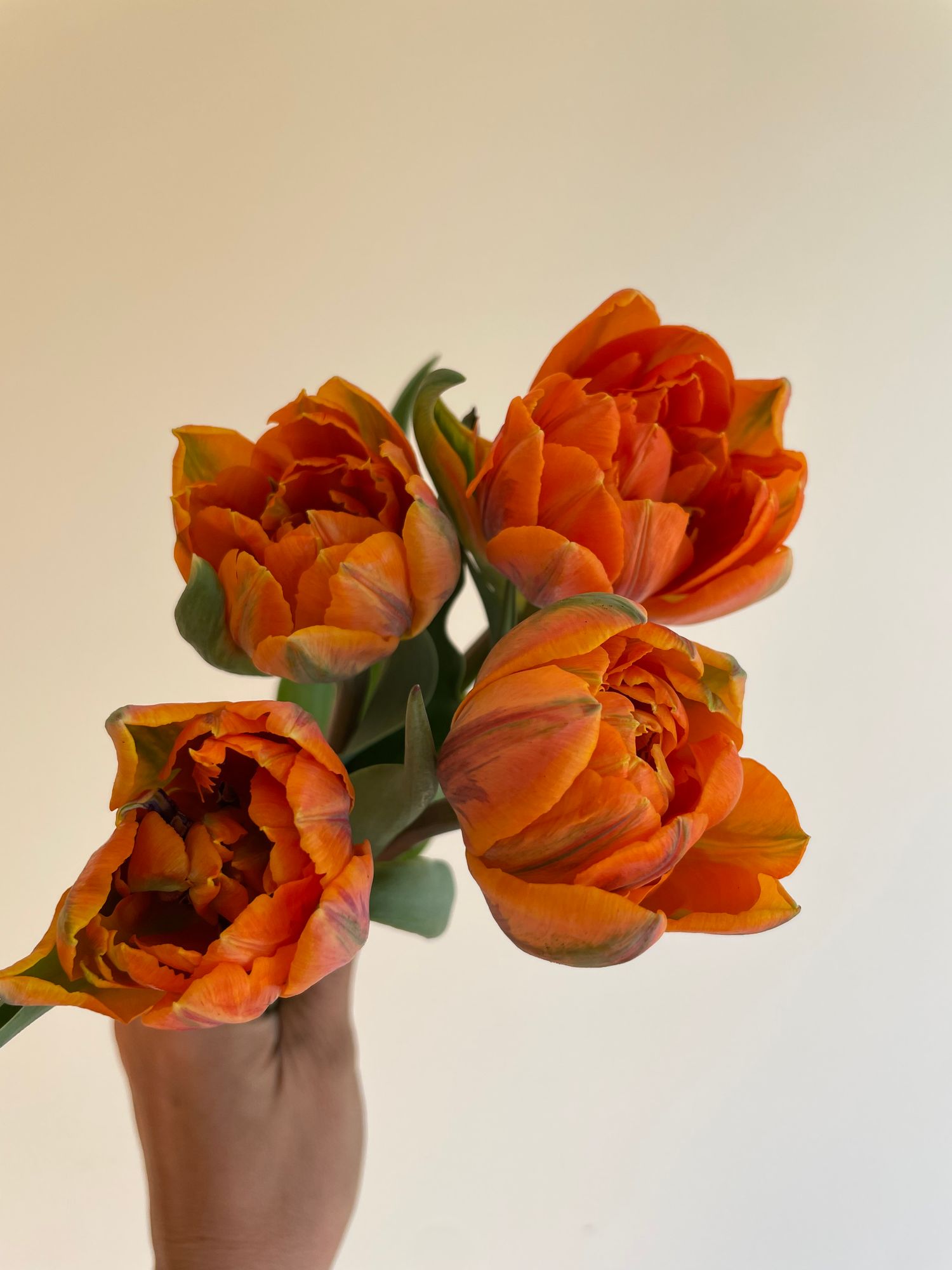 TULIPA Orange Princess
