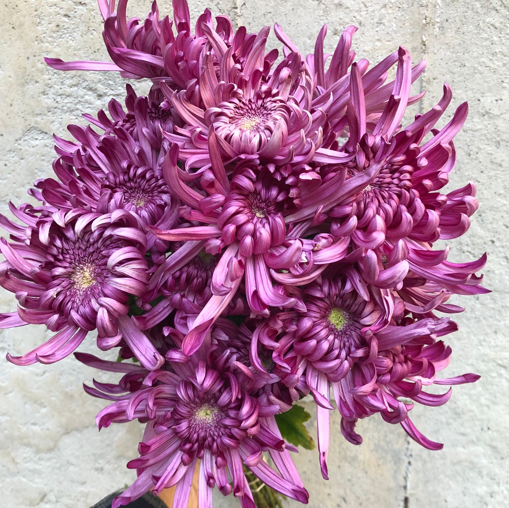 CHRYSANTHEMUM