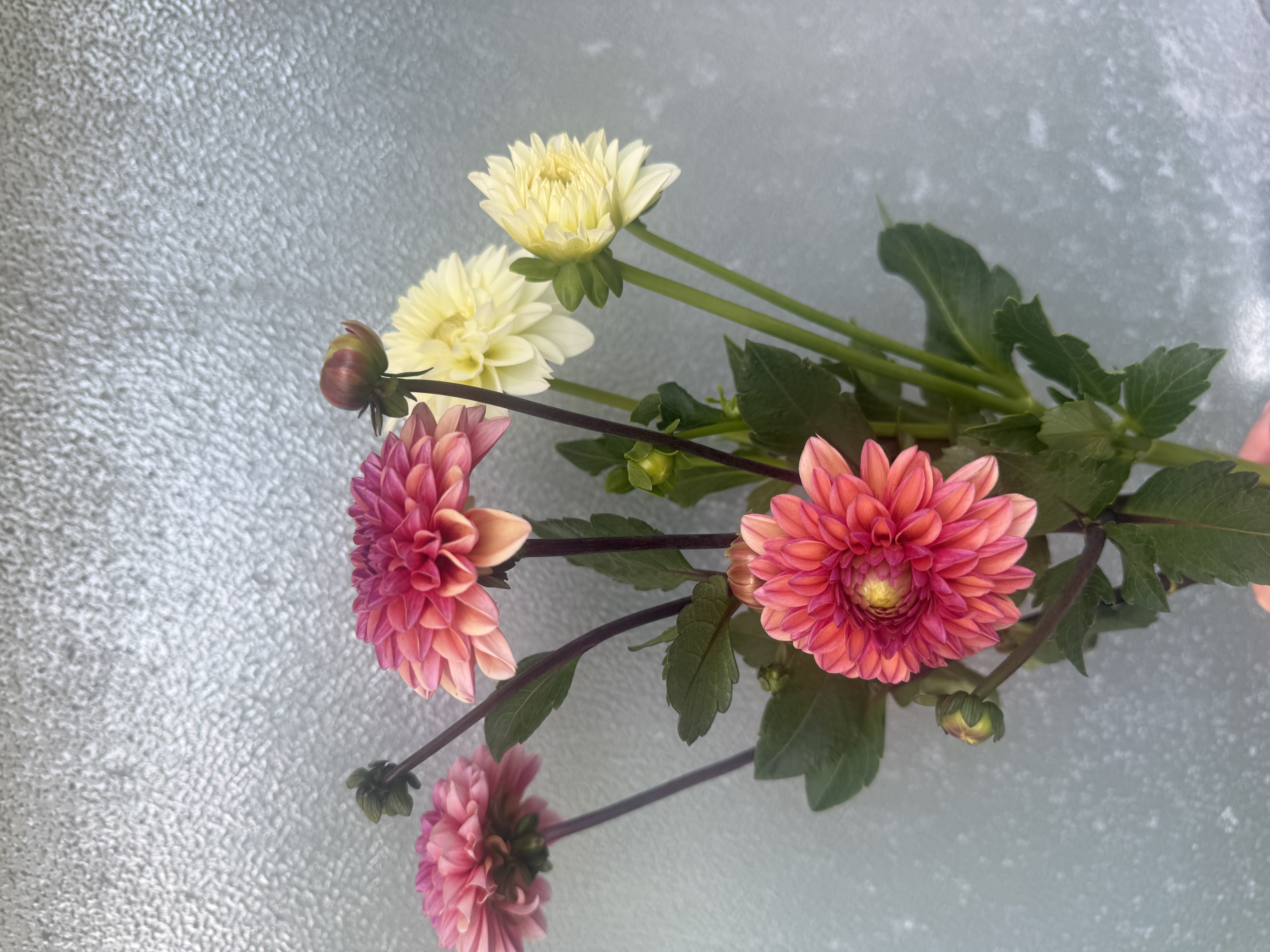 DAHLIA