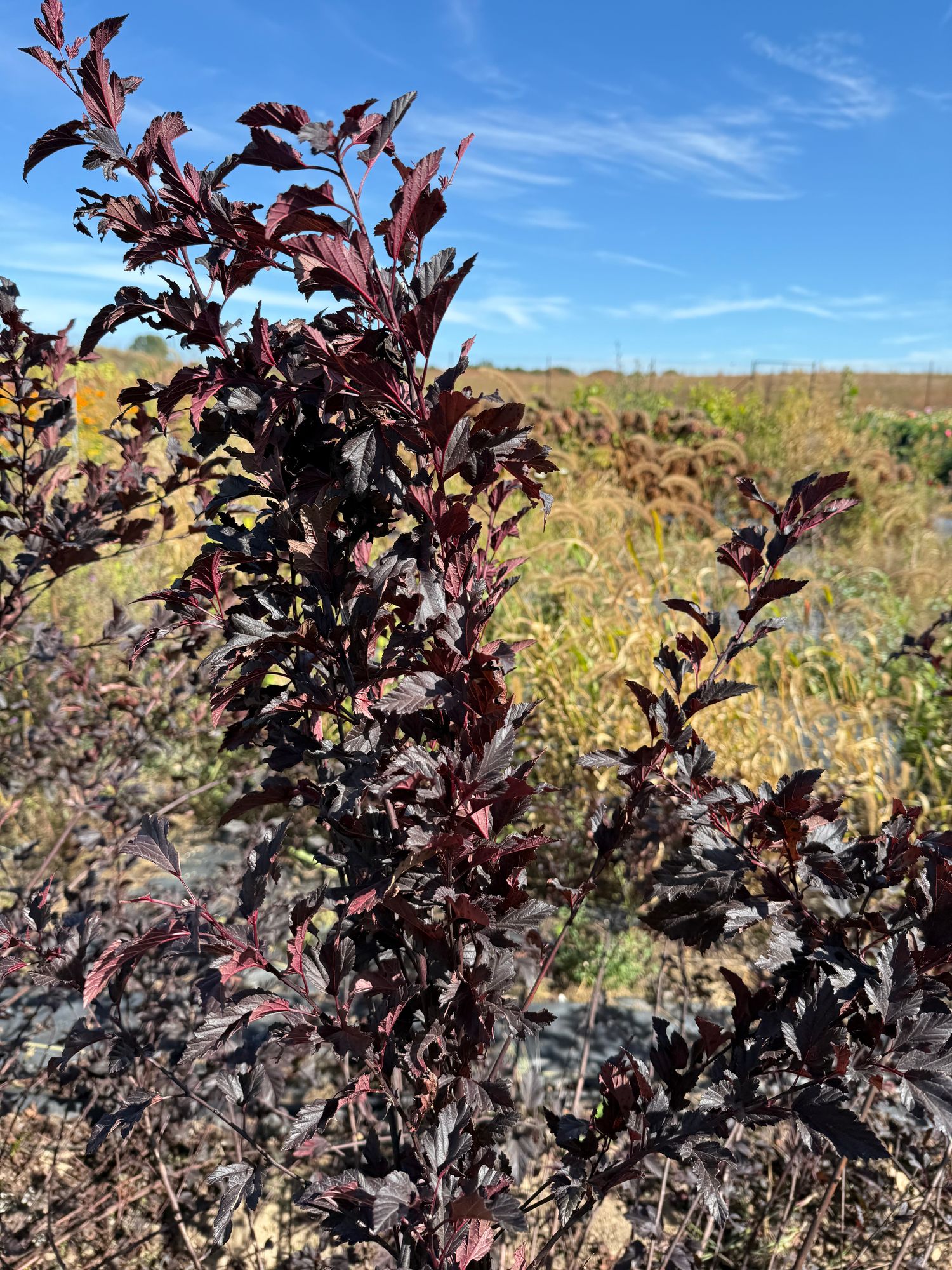 PHYSOCARPUS opulifolius Diabolo