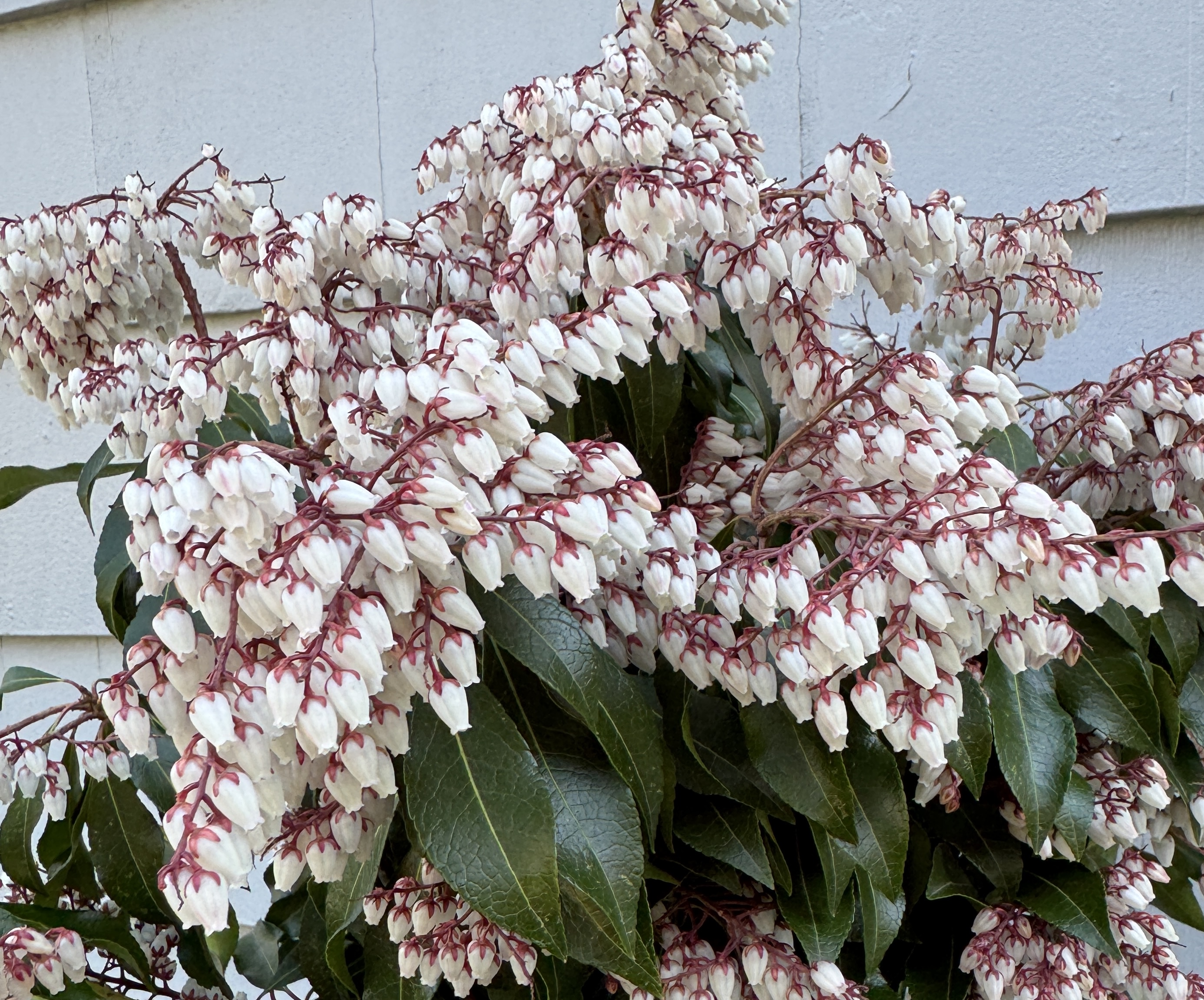 PIERIS japonica