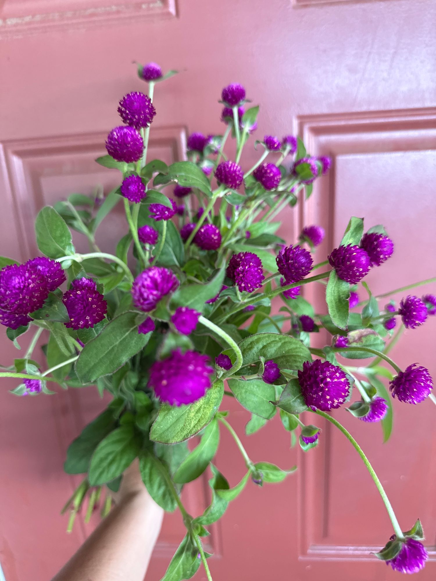 GOMPHRENA globosa Audray