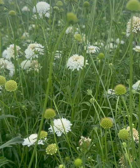SCABIOSA canescens