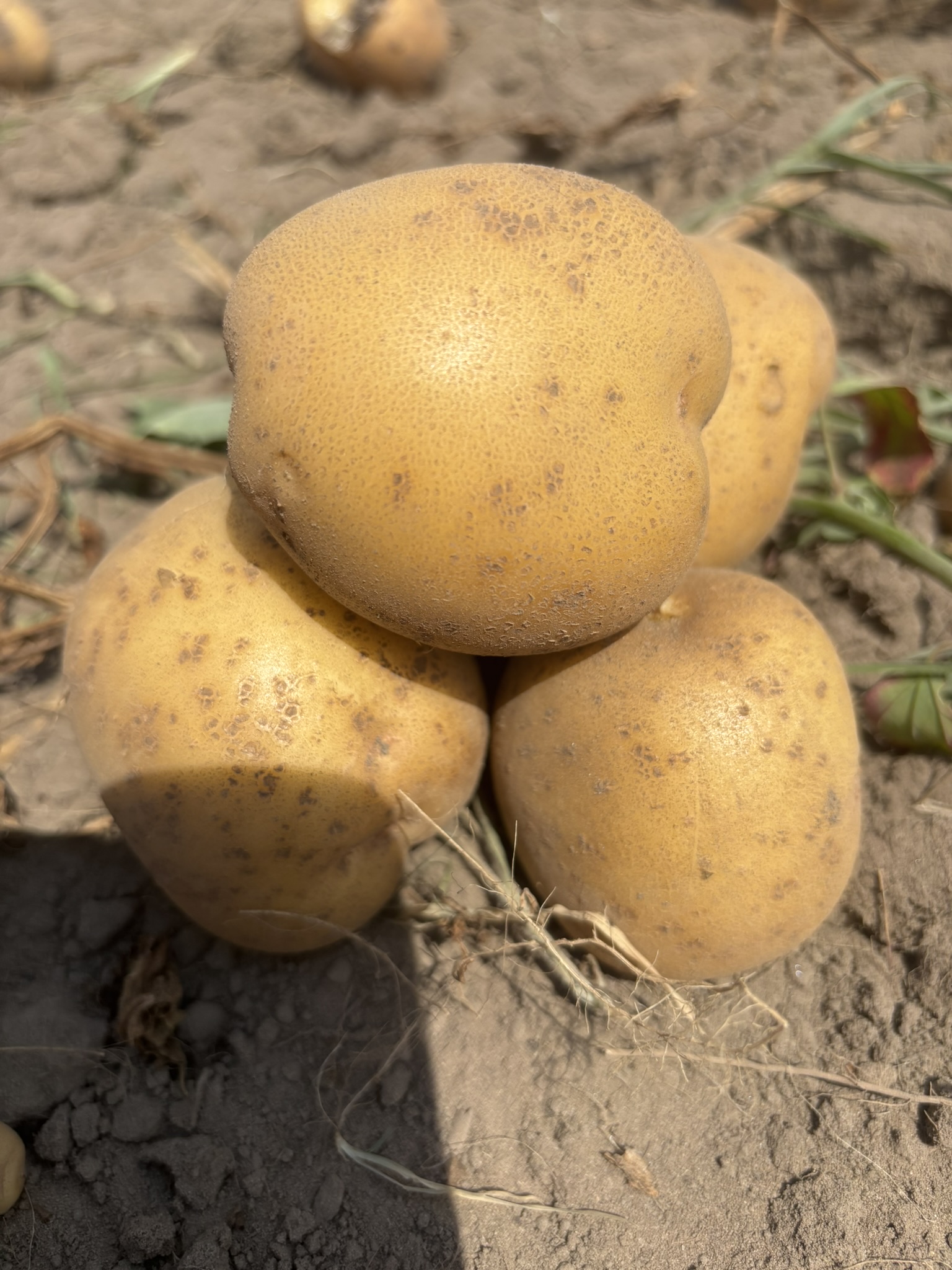 Organic Potato, Yukon Gold