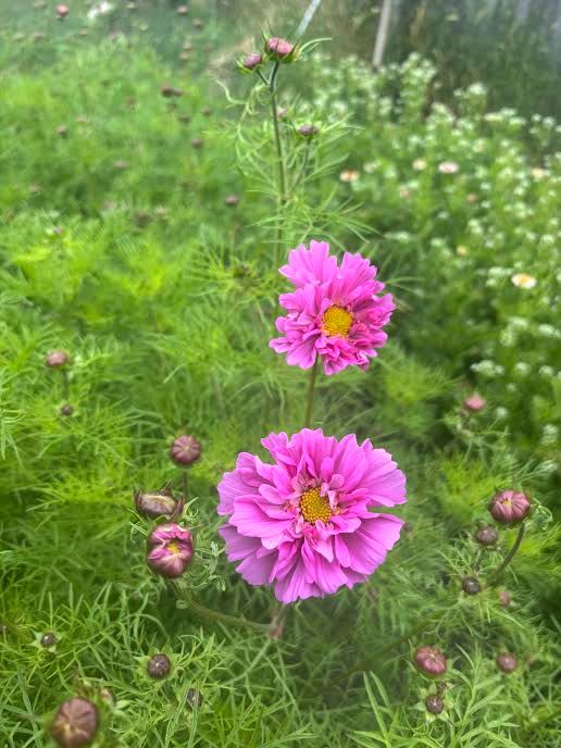 COSMOS bipinnatus Double Dutch Rose