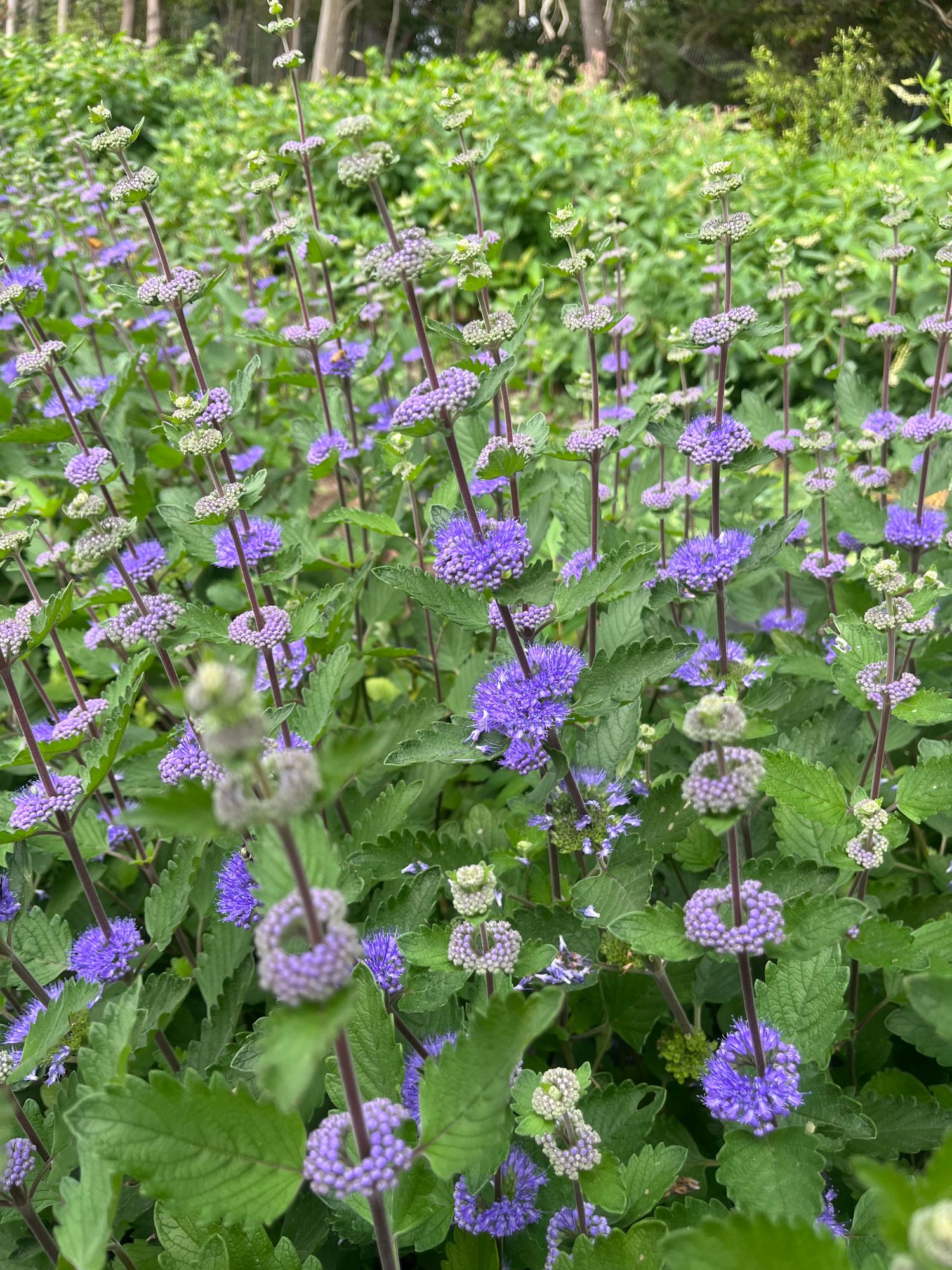 CARYOPTERIS incana Pagoda Lagoon