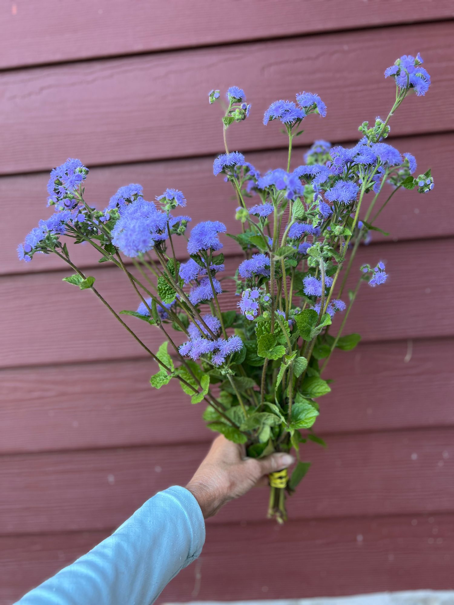 AGERATUM houstonianum Tall Blue Planet