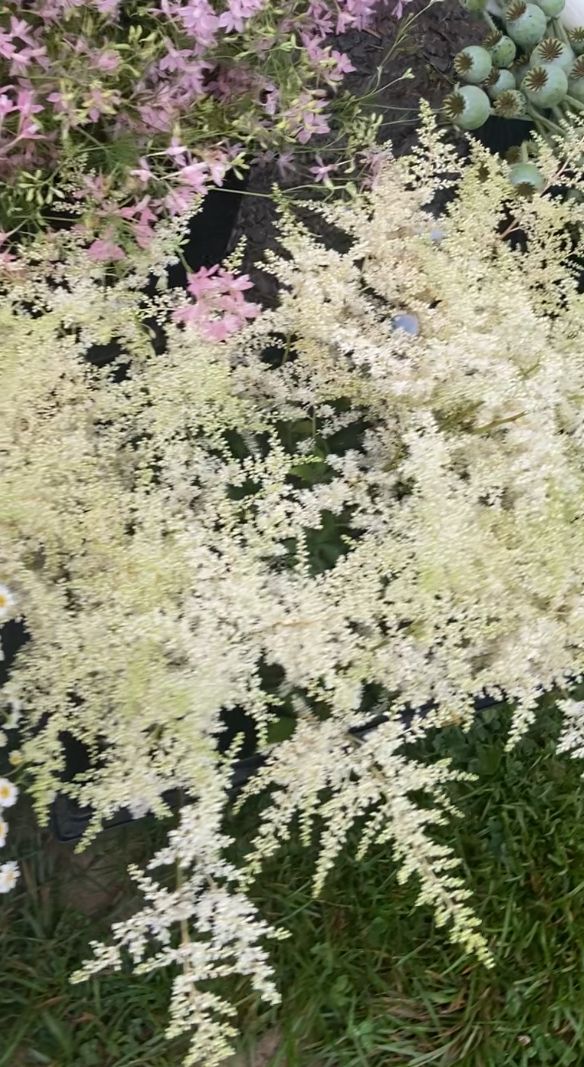 ASTILBE arendsii Bridal Veil