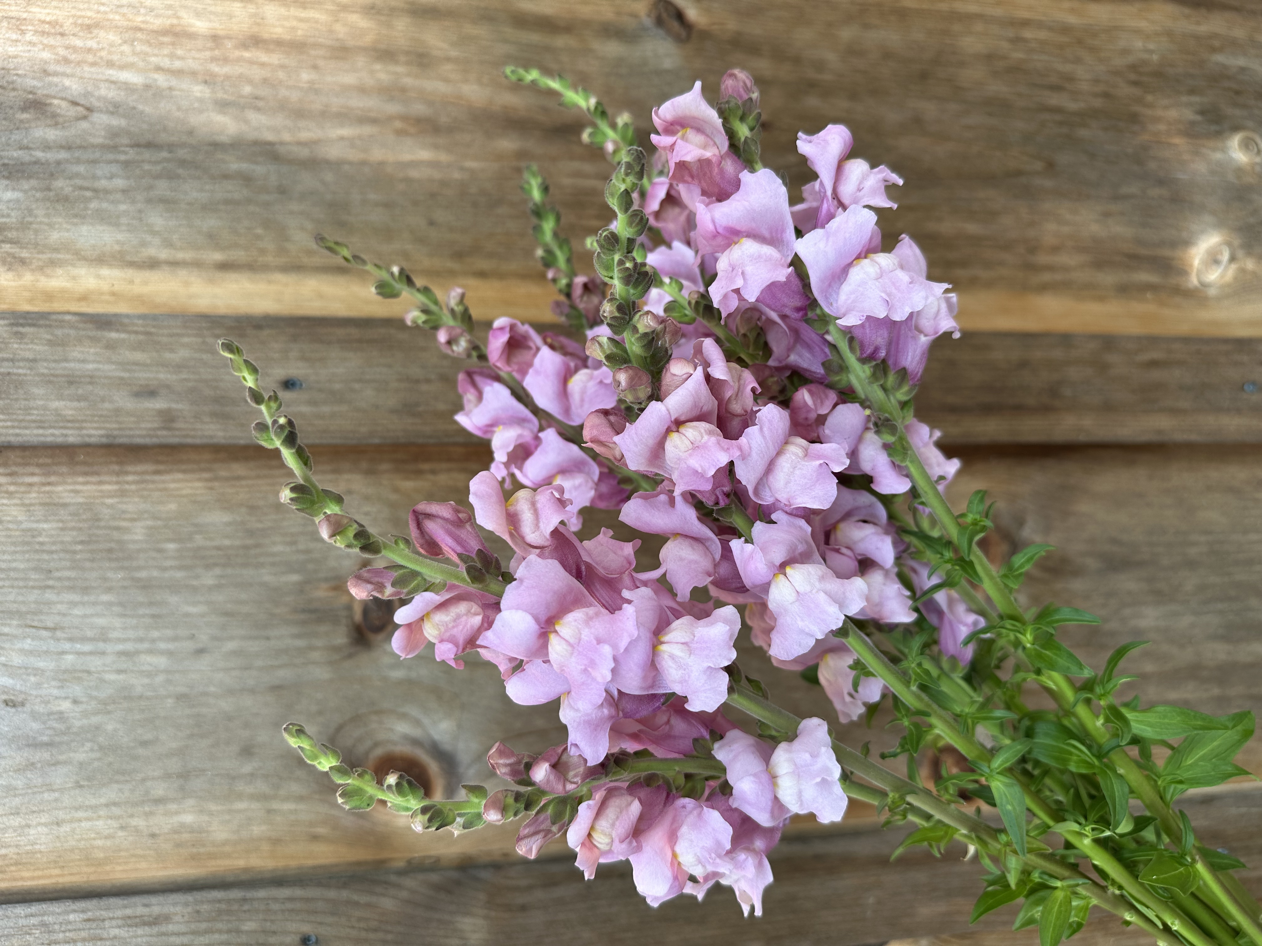 ANTIRRHINUM majus Cannes