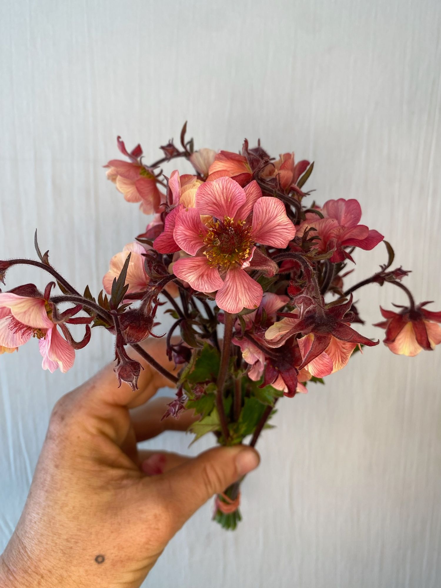 GEUM x Tempo Rose
