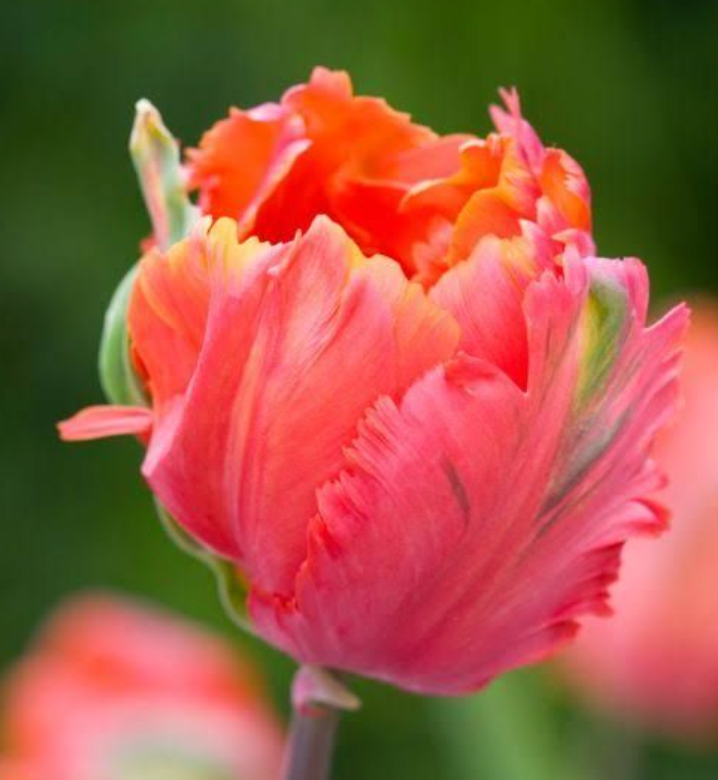 TULIPA