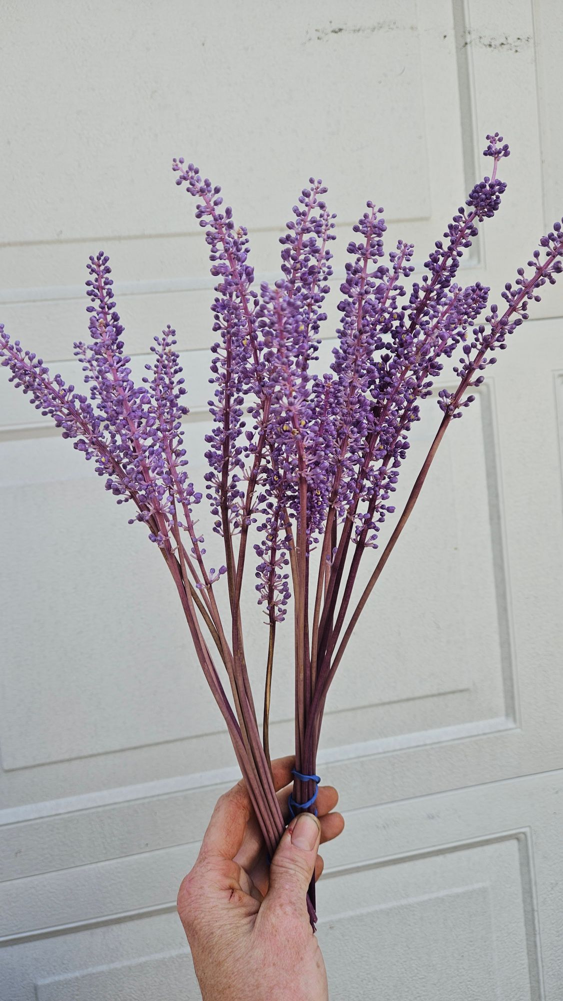 LIRIOPE muscari Big Blue