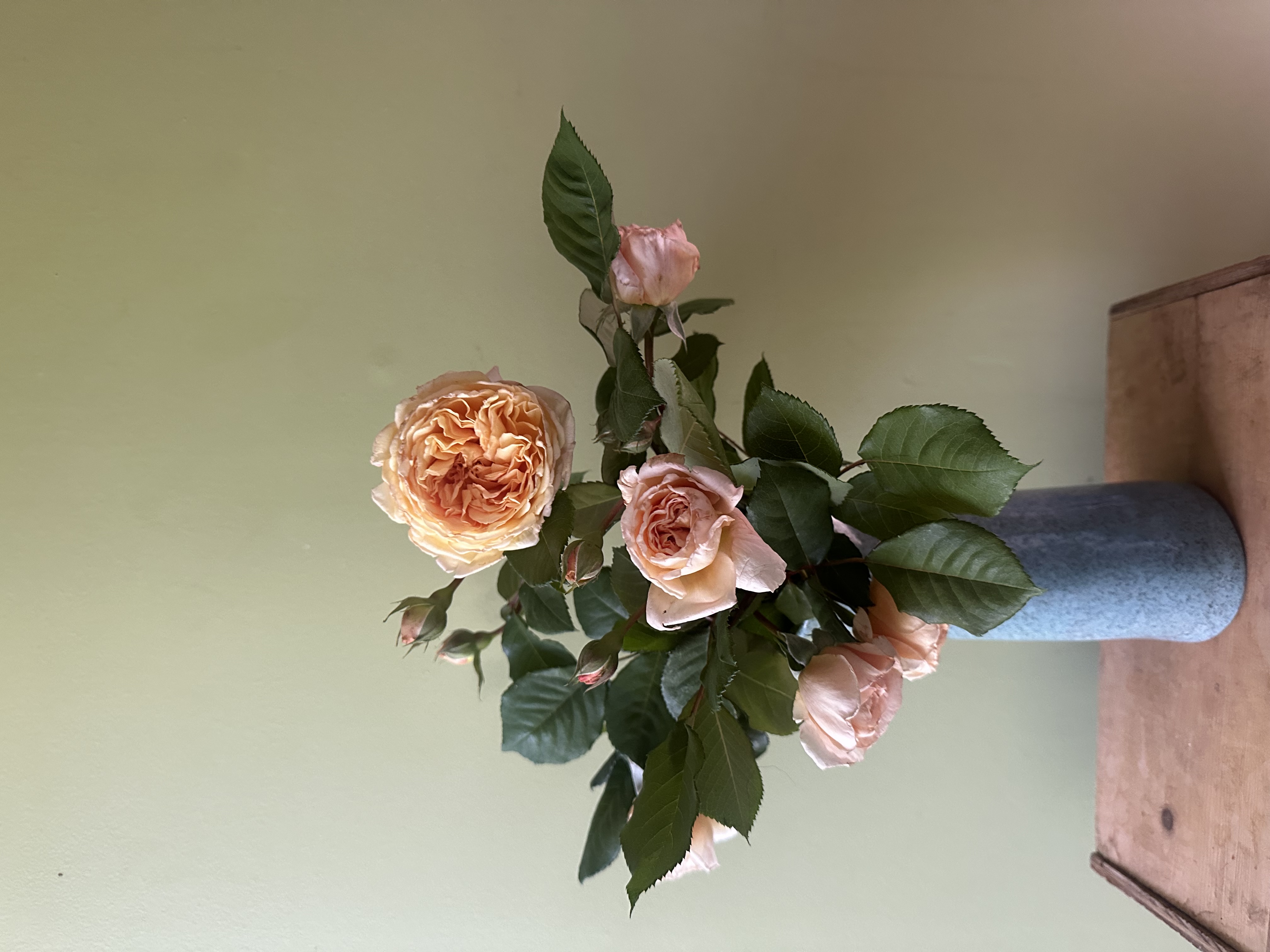 ROSA hybrida Crown Princess Margareta