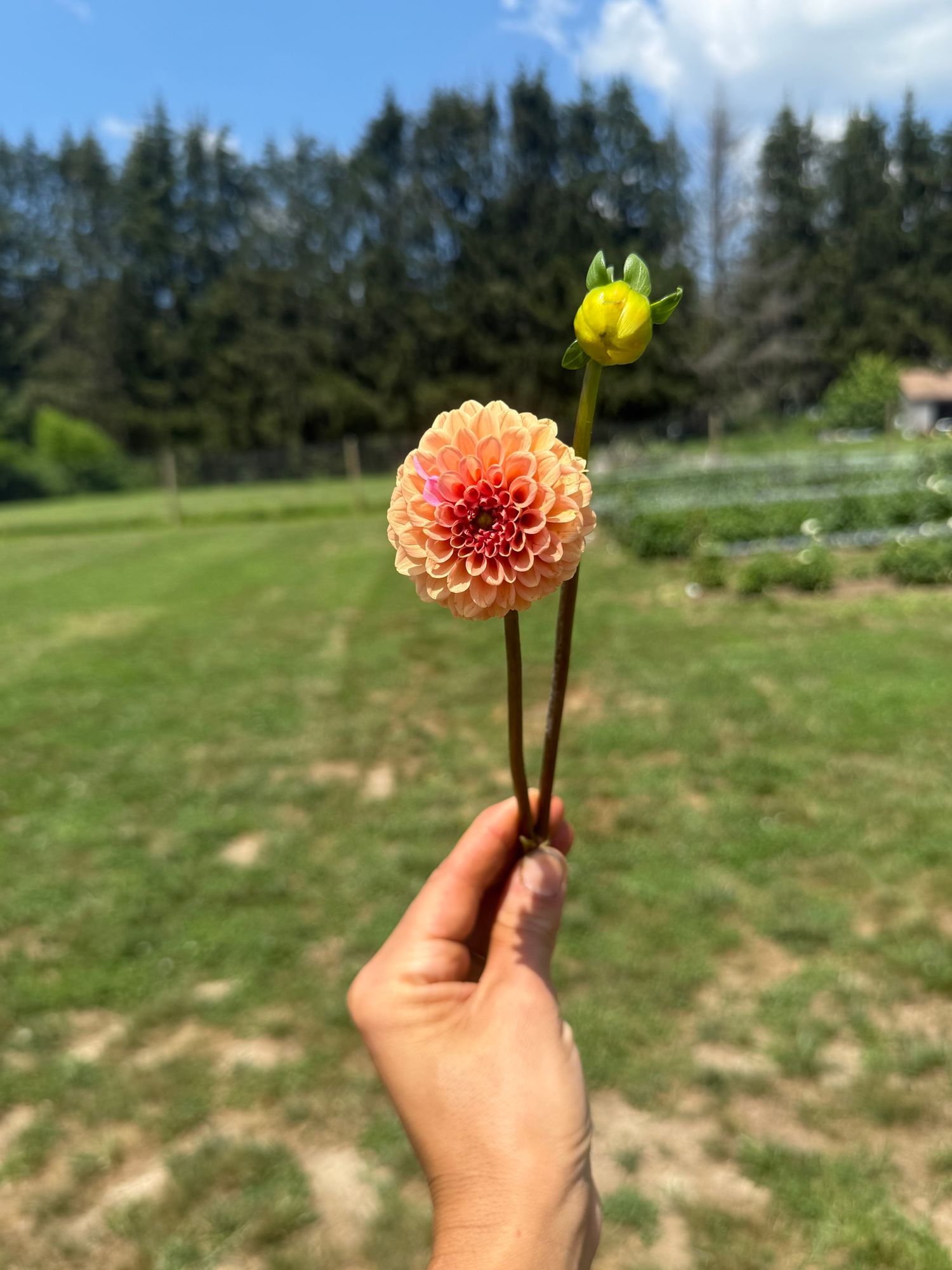 DAHLIA Rose Toscano